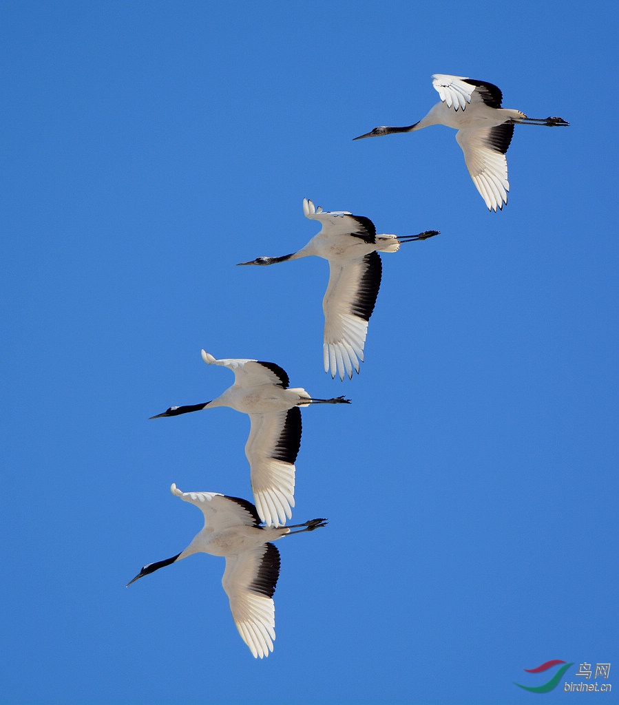 DSC_9423.jpg