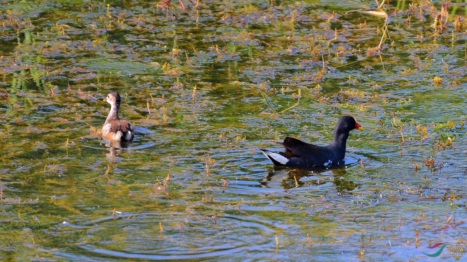 DSC_6461.JPG