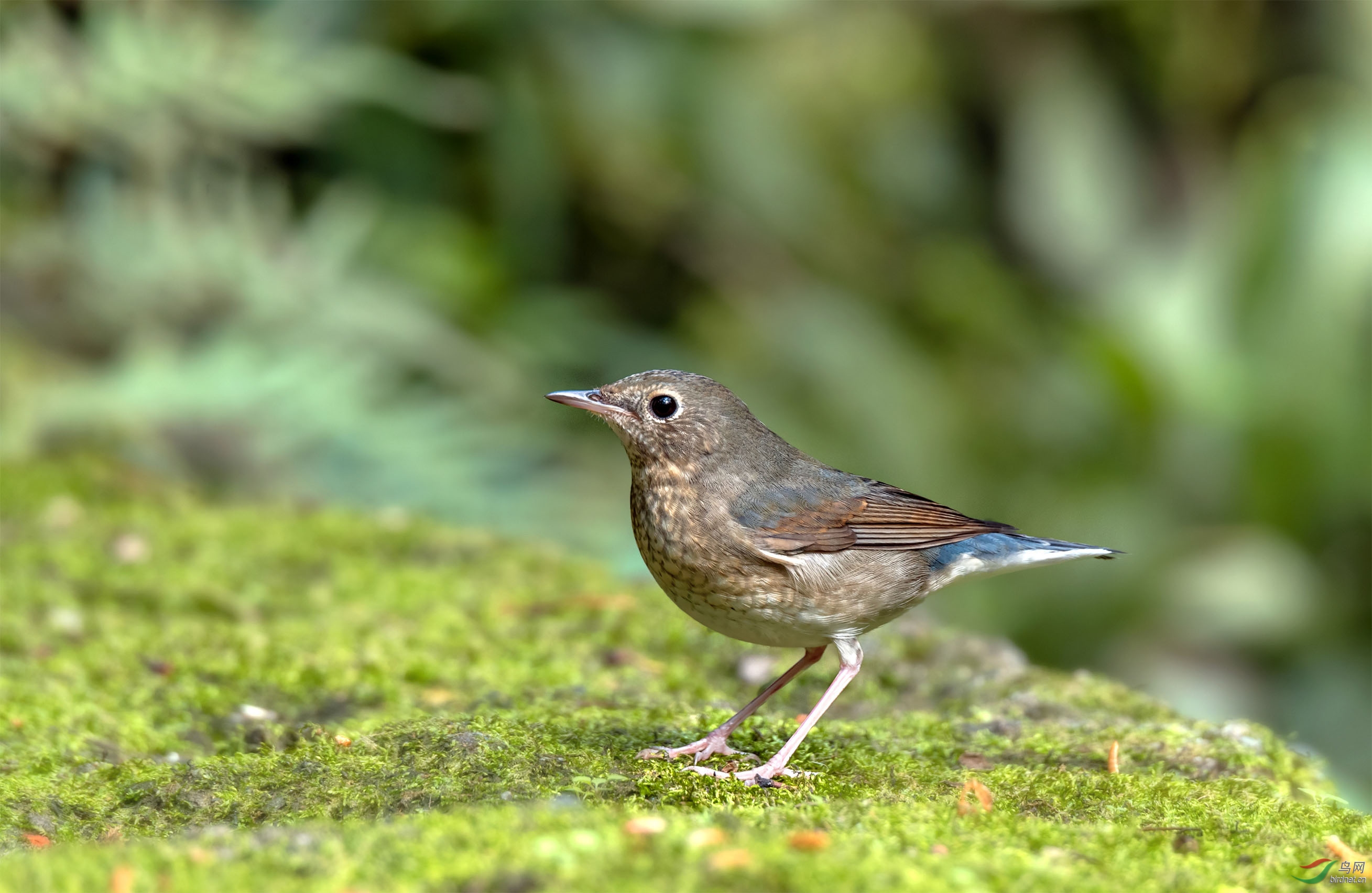 蓝歌鸲亚成(成都川大版)