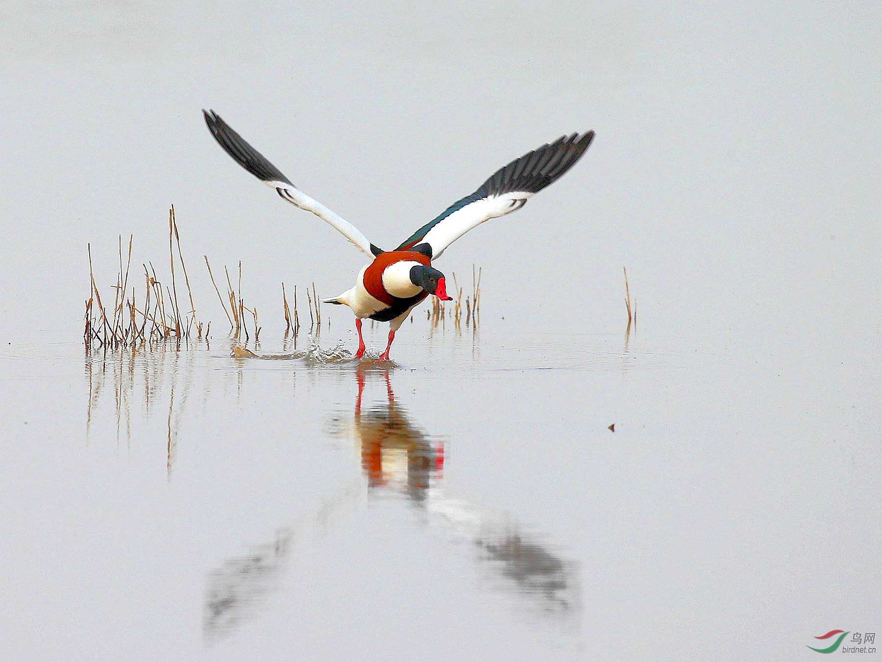 红掌拨清波(贺获本版佳作)