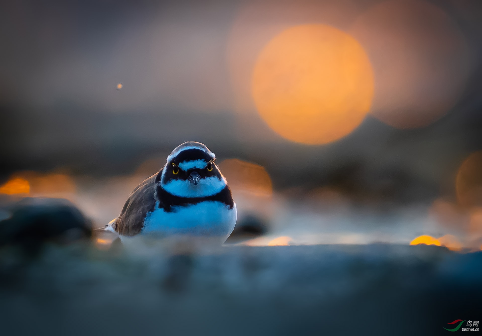 DSC_0017 1����.jpg