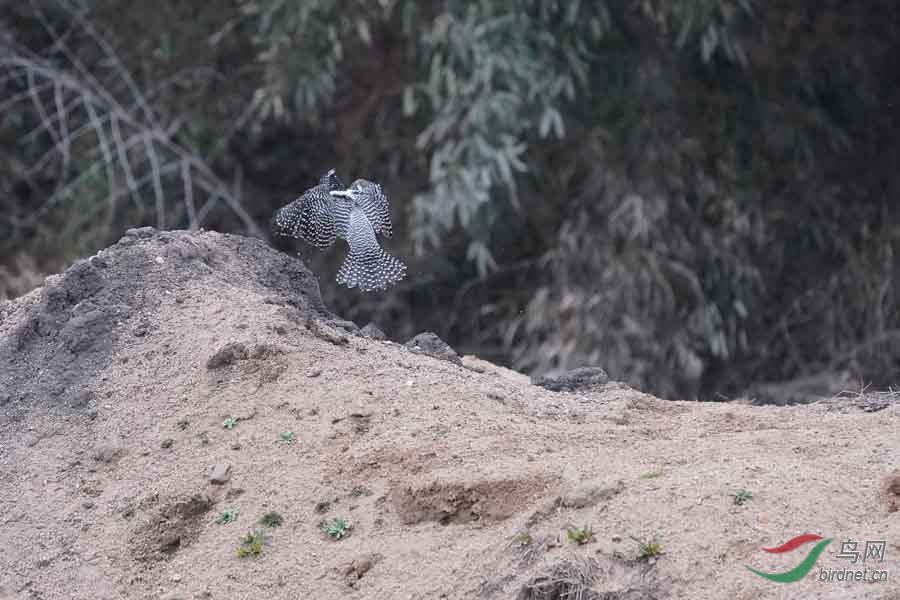 20180224-DSC01037-83 - ����.JPG