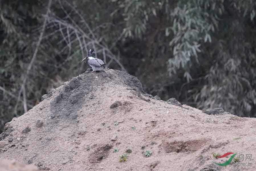 20180224-DSC01050-96 - ����.JPG