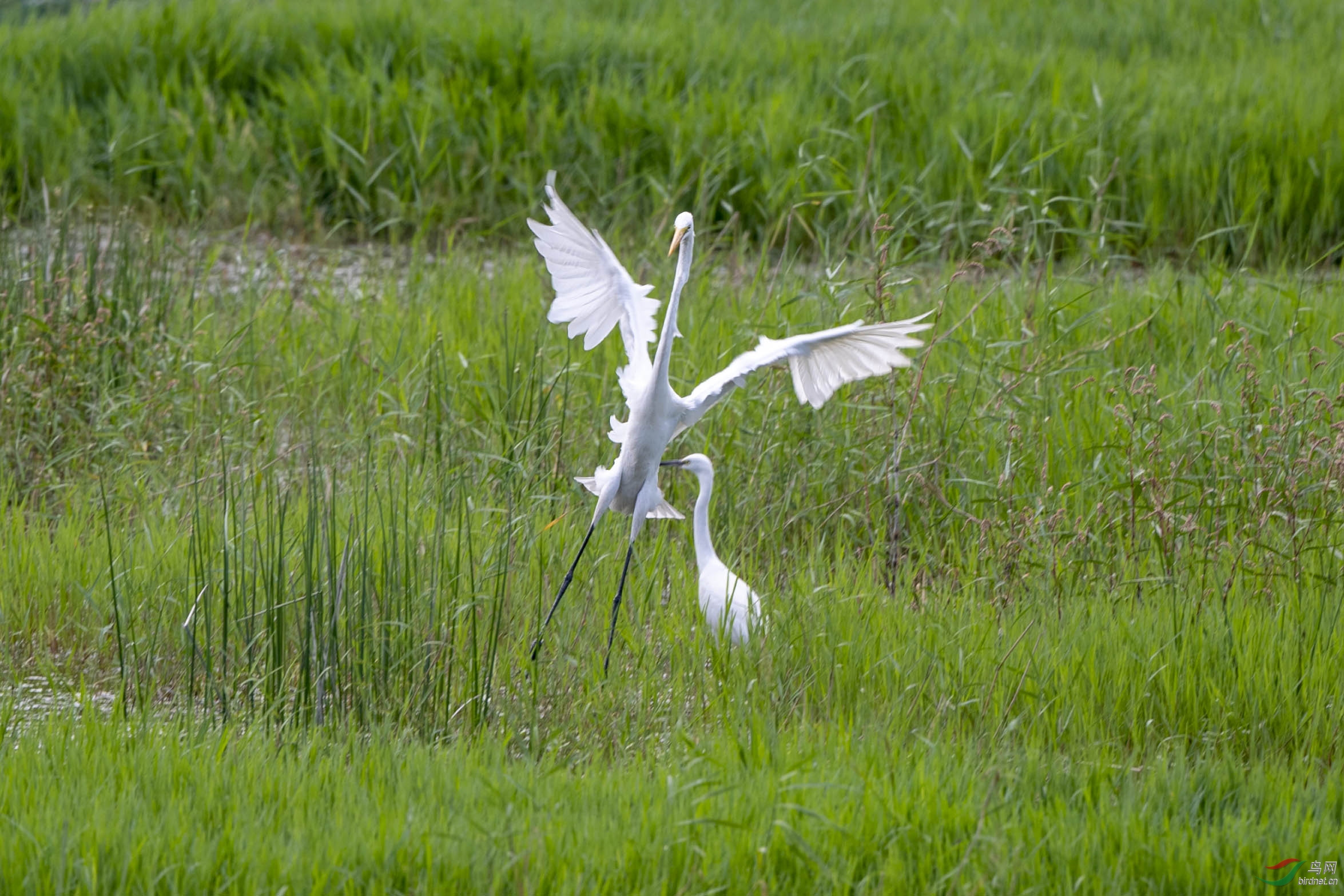 D50_4593.jpg