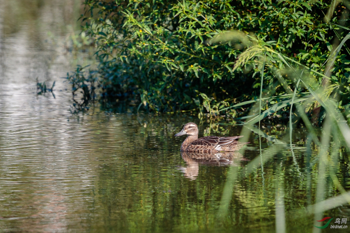 EOS-1D_X_Mark_II_20190921__C2I9999_8.jpg