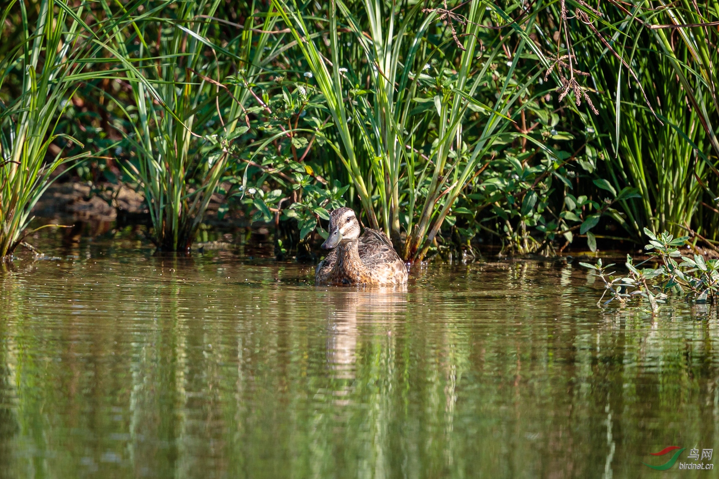 EOS-1D_X_Mark_II_20190922__C2I9999_420.jpg