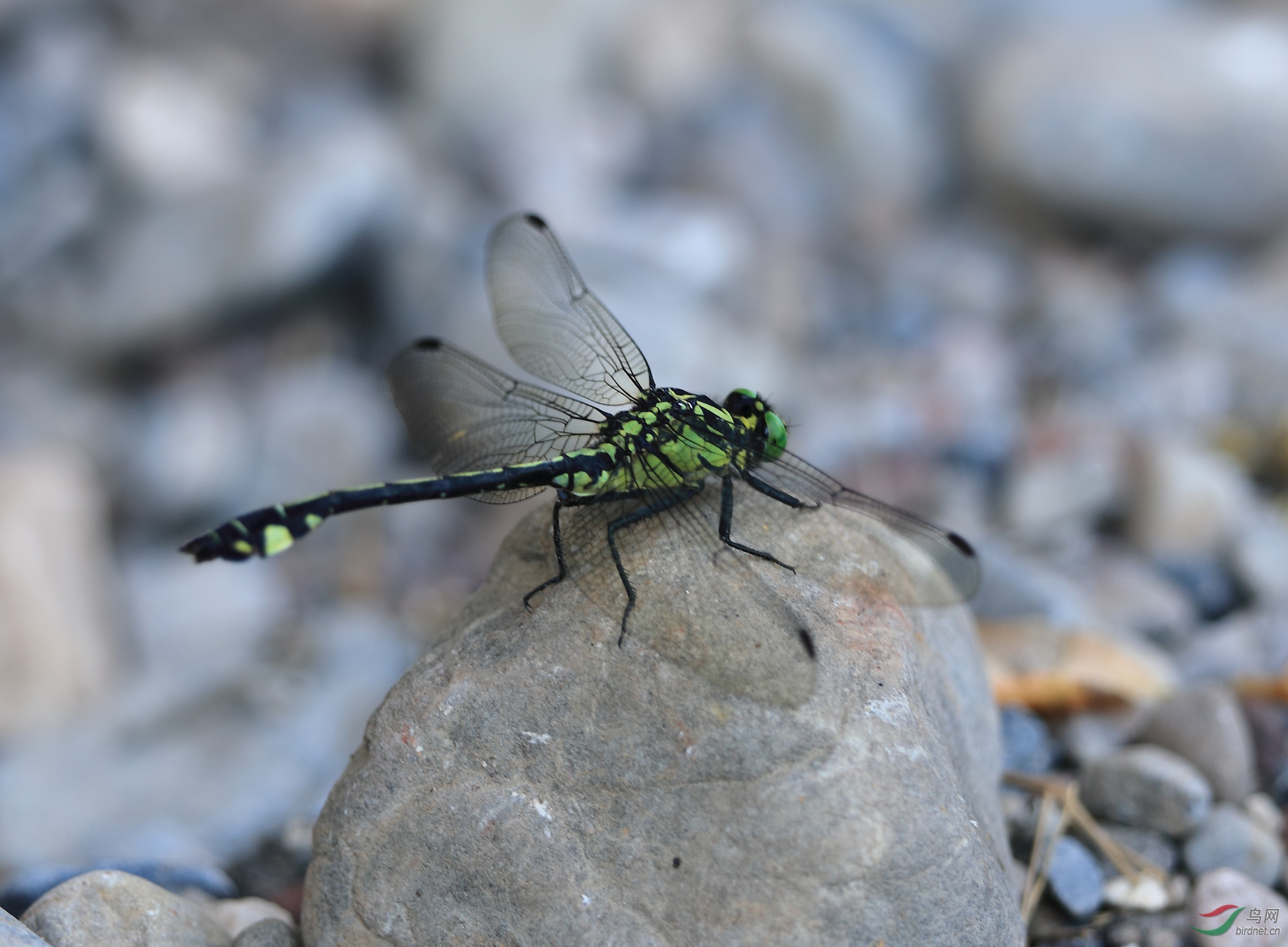 五色蜻蜓——马奇异春蜓