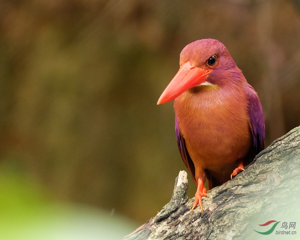 Ruddy Kingfisher 赤翡�