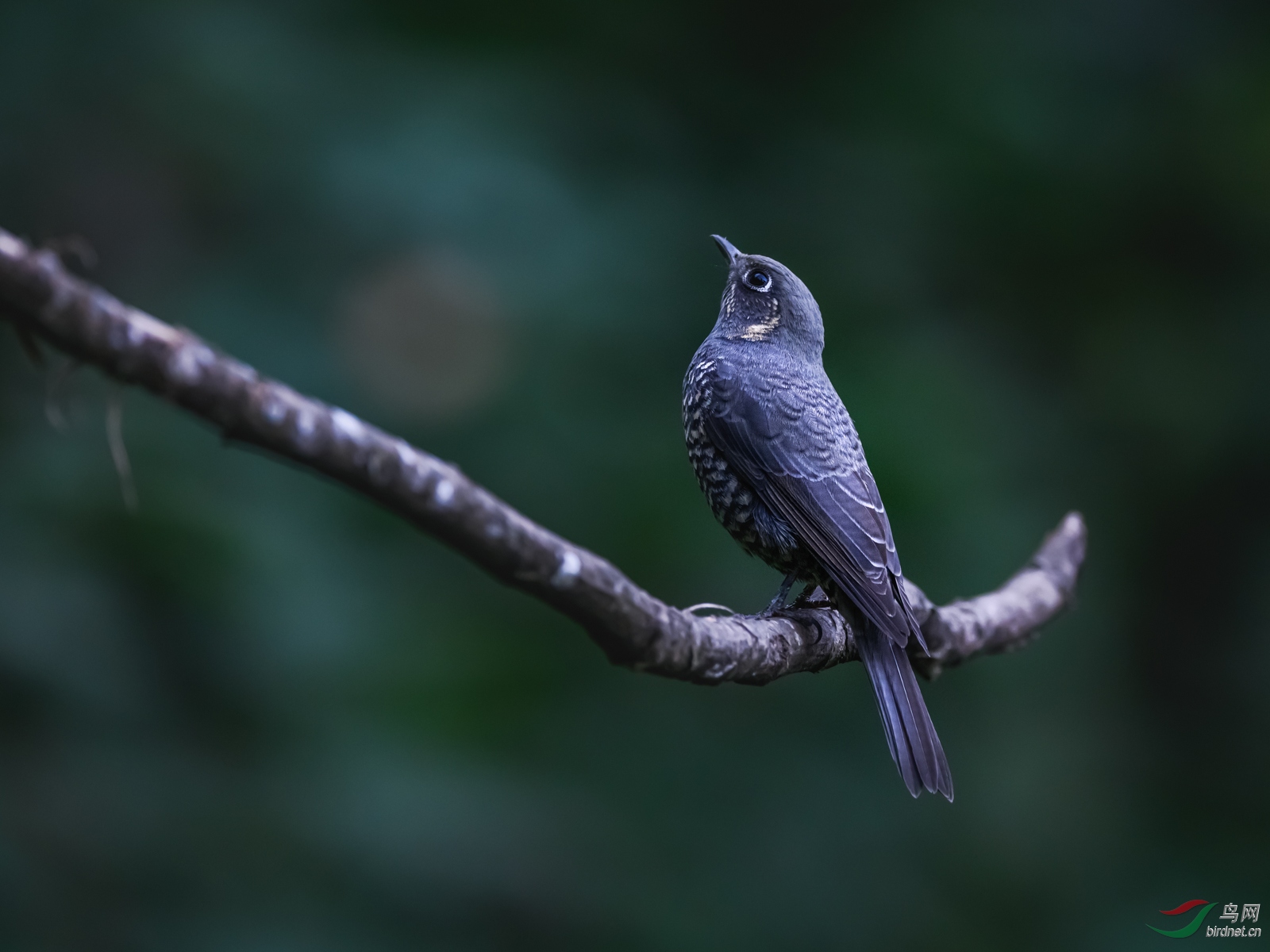 DSC_4406.jpg