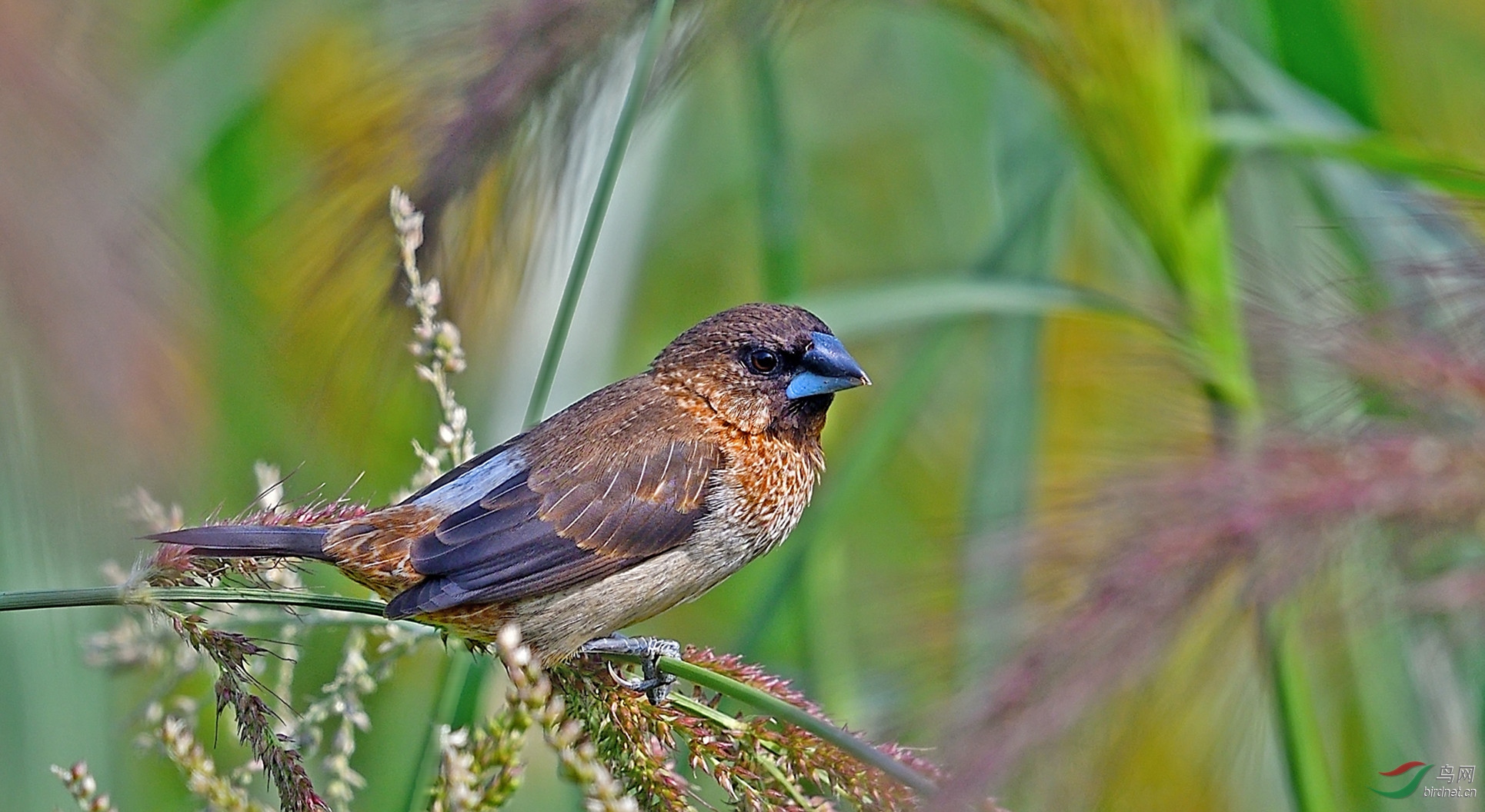 DSC_7468a_����.jpg