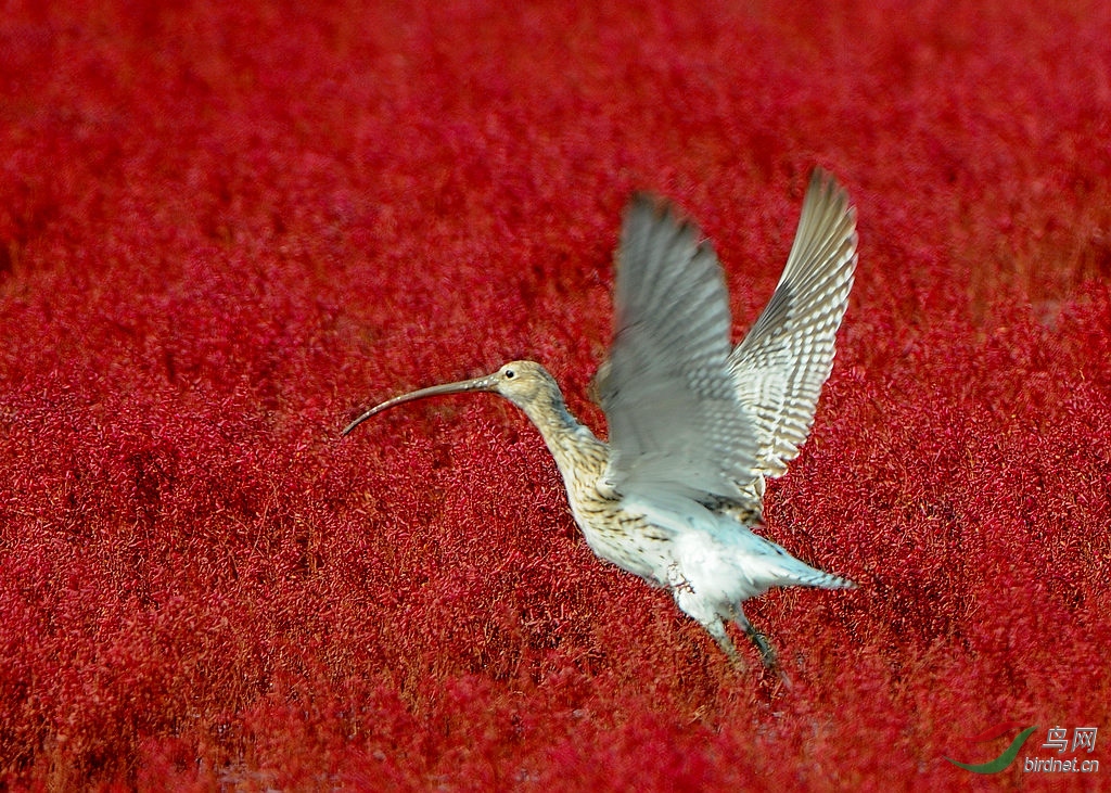 DSC_0070  1.jpg