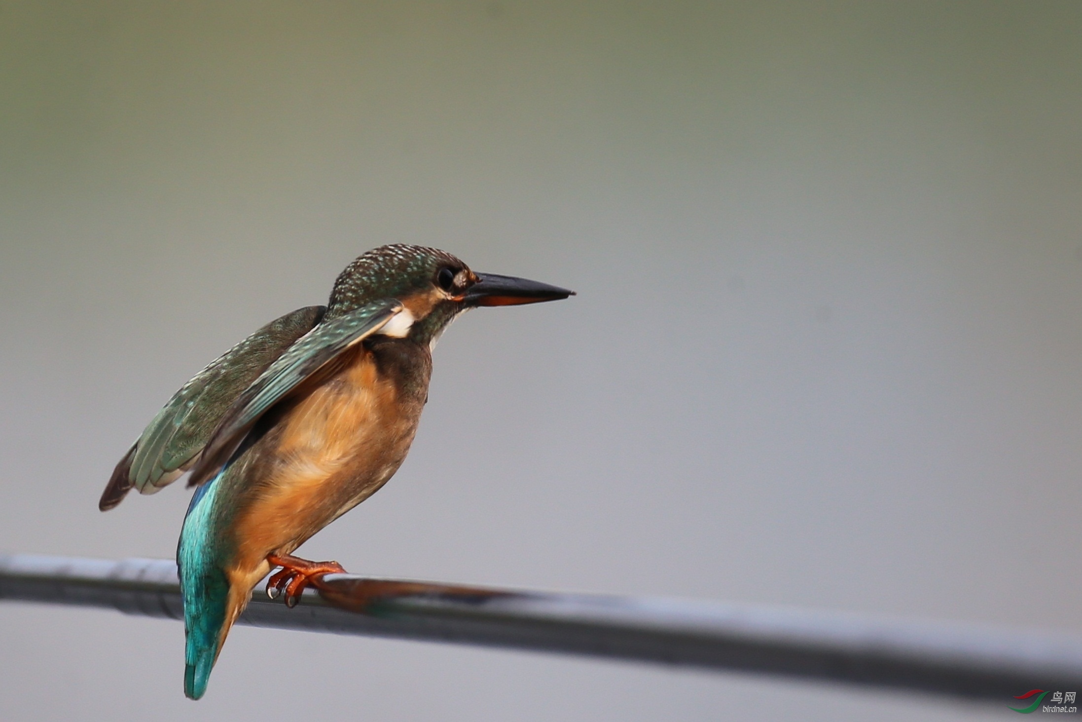 AM4P3637 - ����.JPG