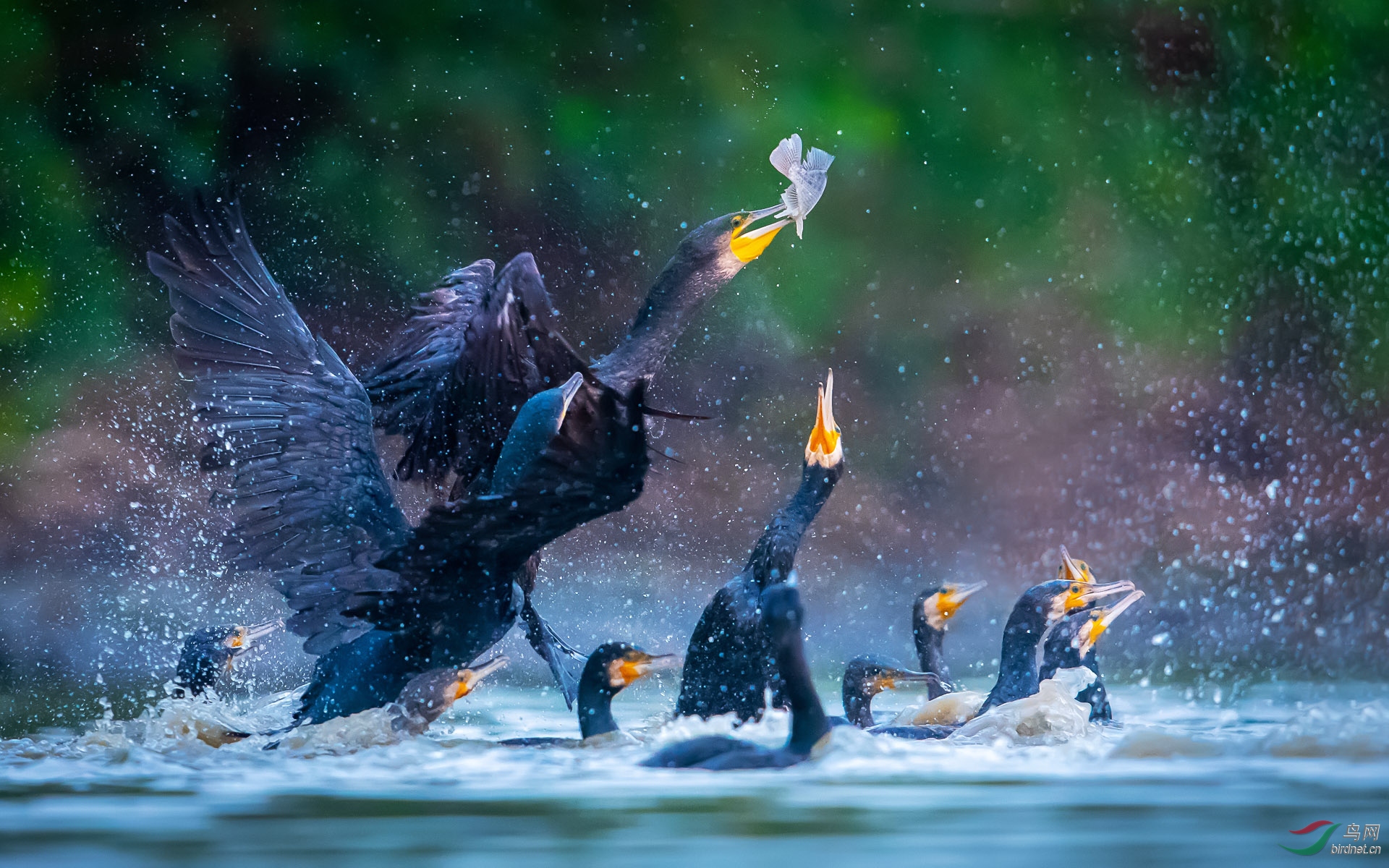 ZXC_8231 ����1.jpg