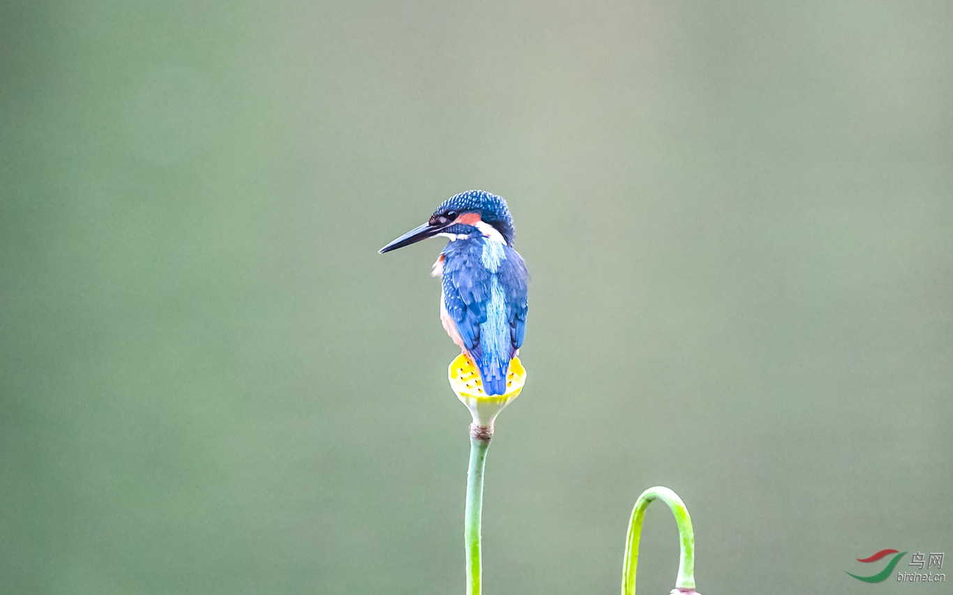 DSC_9533.JPG