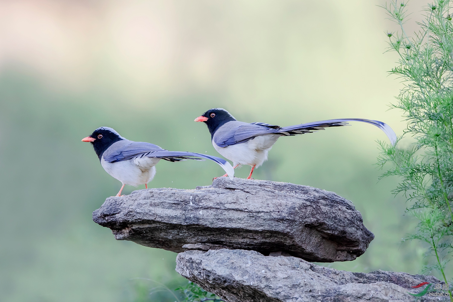灰喜鹊觅食中的嬉戏