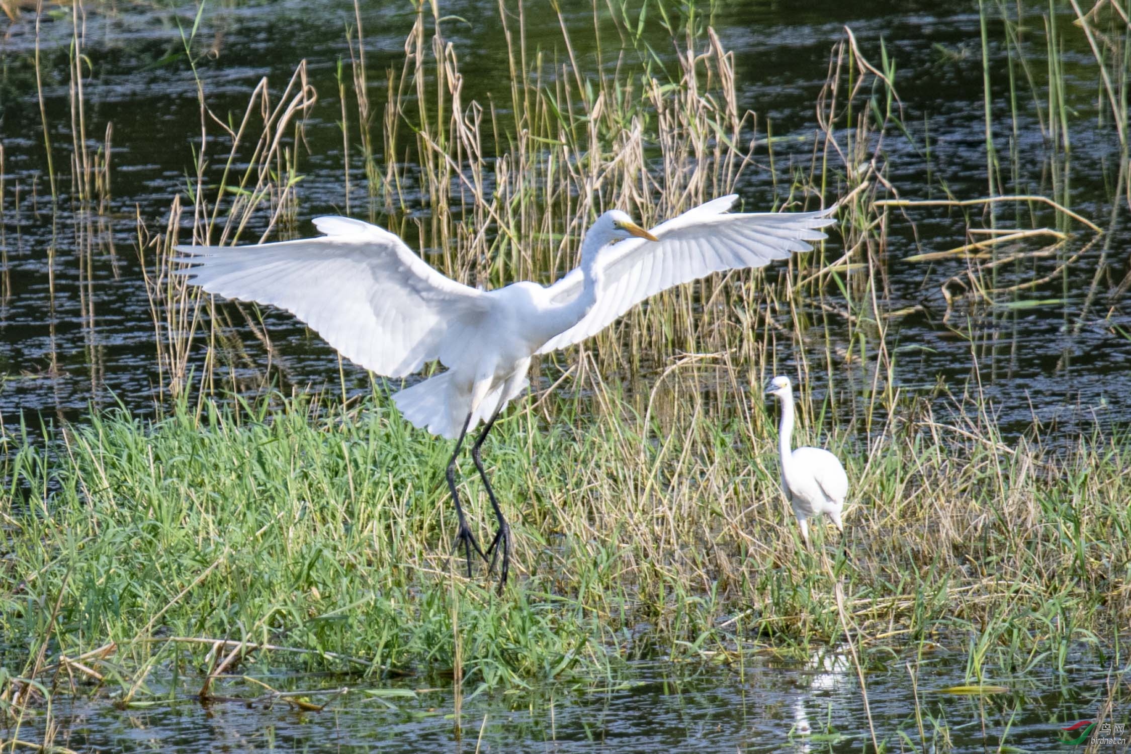 D50_1177.jpg
