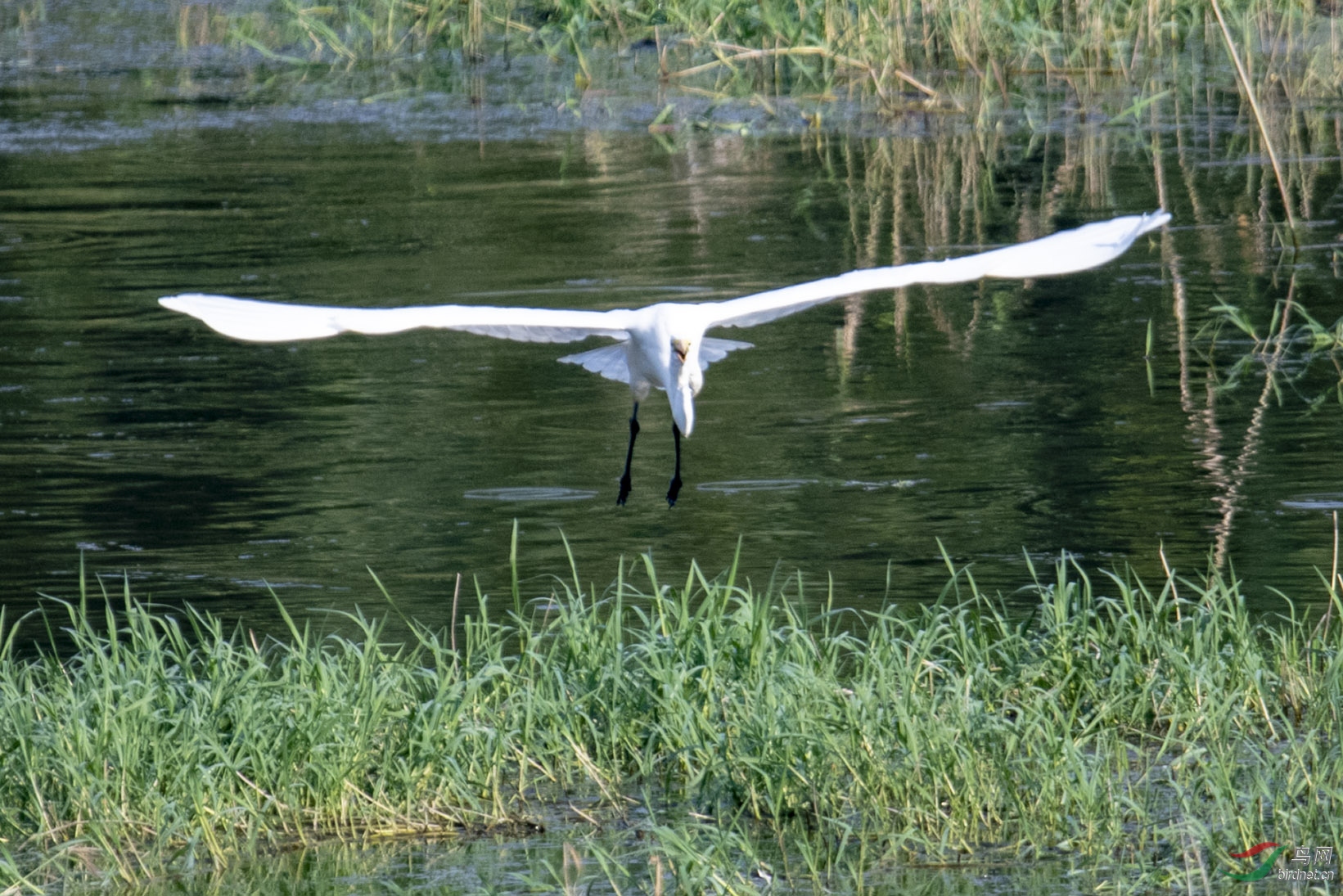D50_1182.jpg