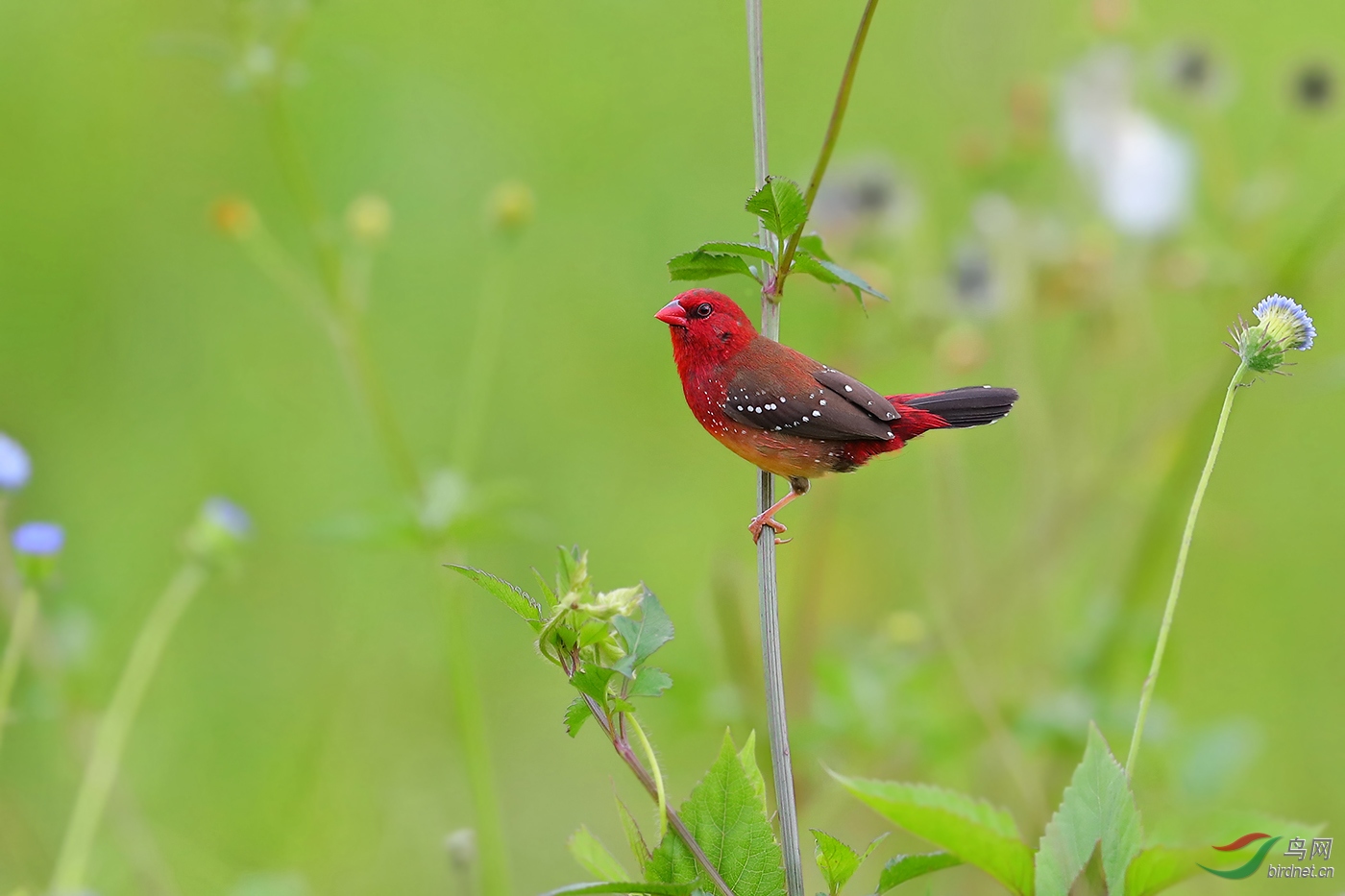 [林鳥] 紅梅花雀------野拍不含蘆葦也美