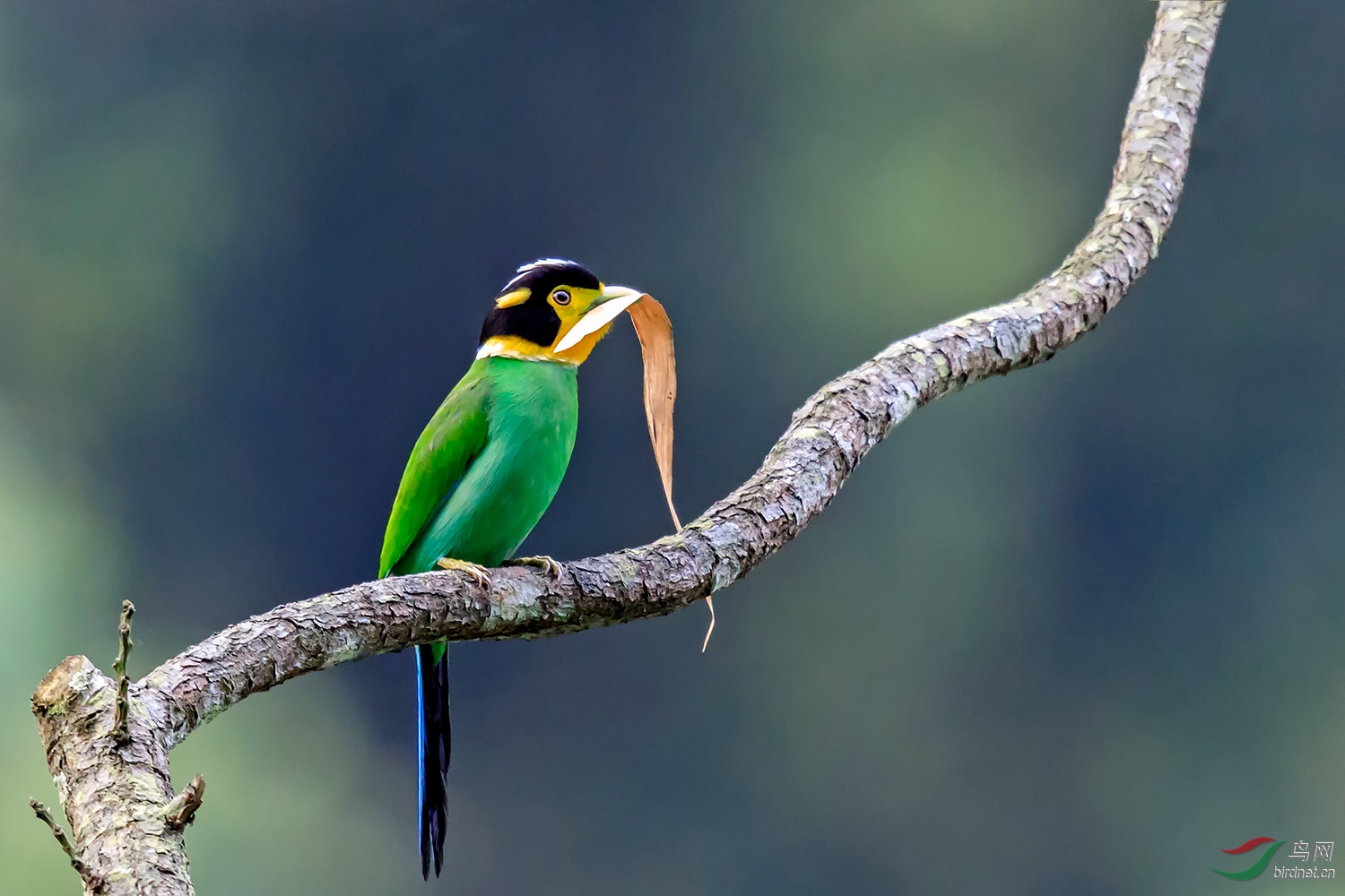 [林鸟] 圆圆的大眼(长尾阔嘴鸟)--祝贺荣获本版佳作!