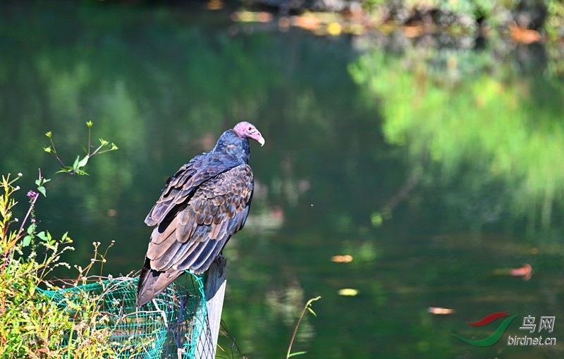 DSC_6795-_����.jpg