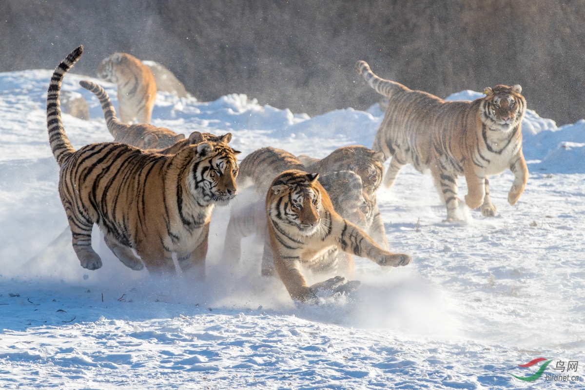 雪地奪食