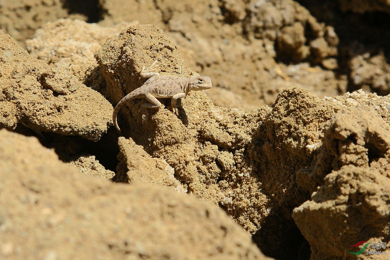 沙漠蜥蜴