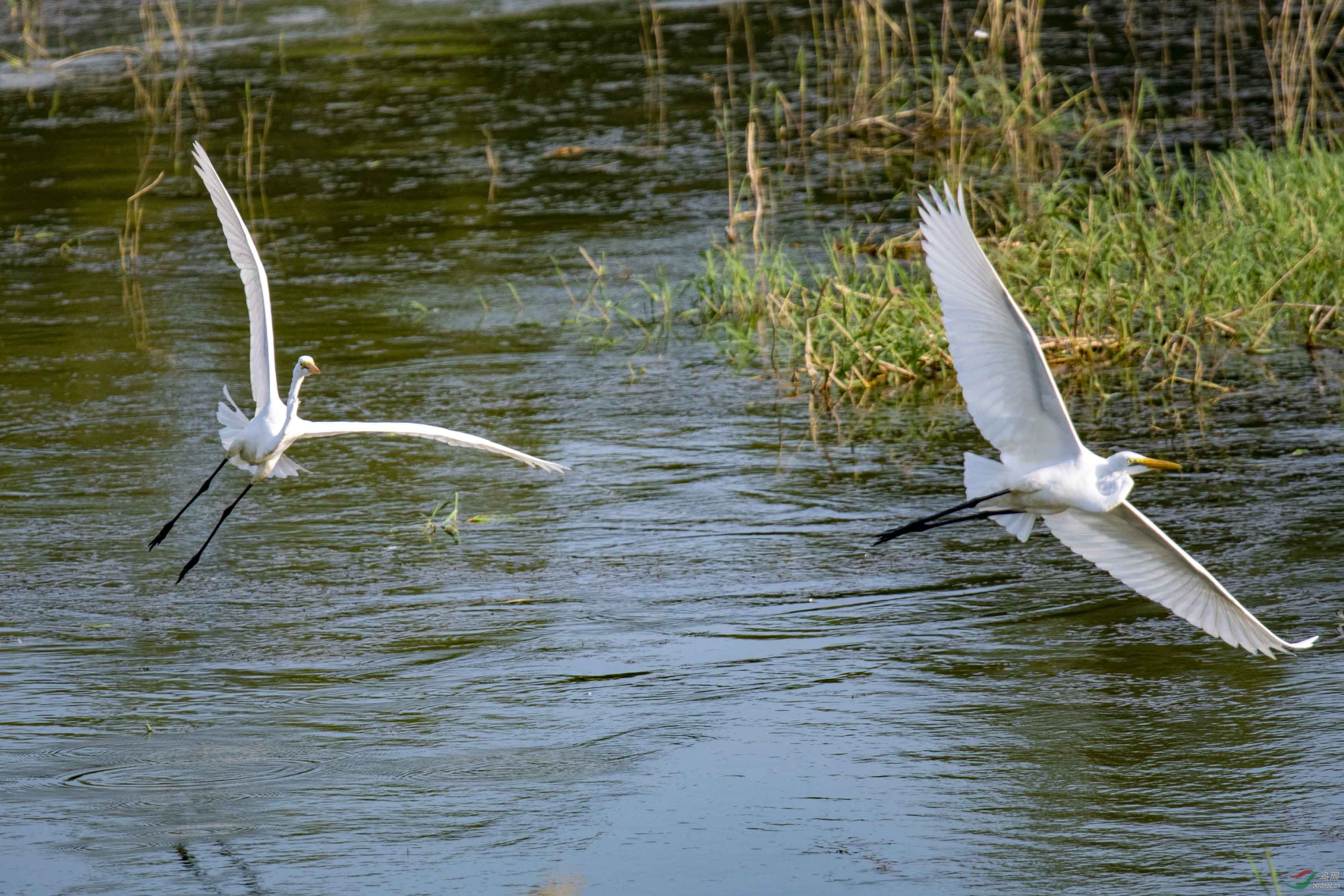 D50_1191.jpg