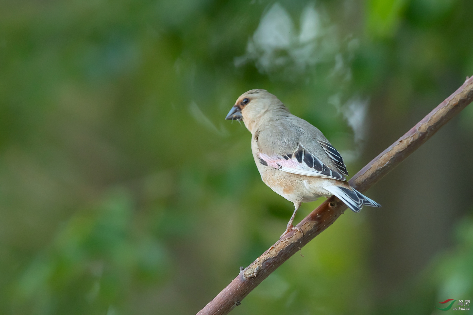 新疆歌鸲白背矶鸫巨嘴沙雀