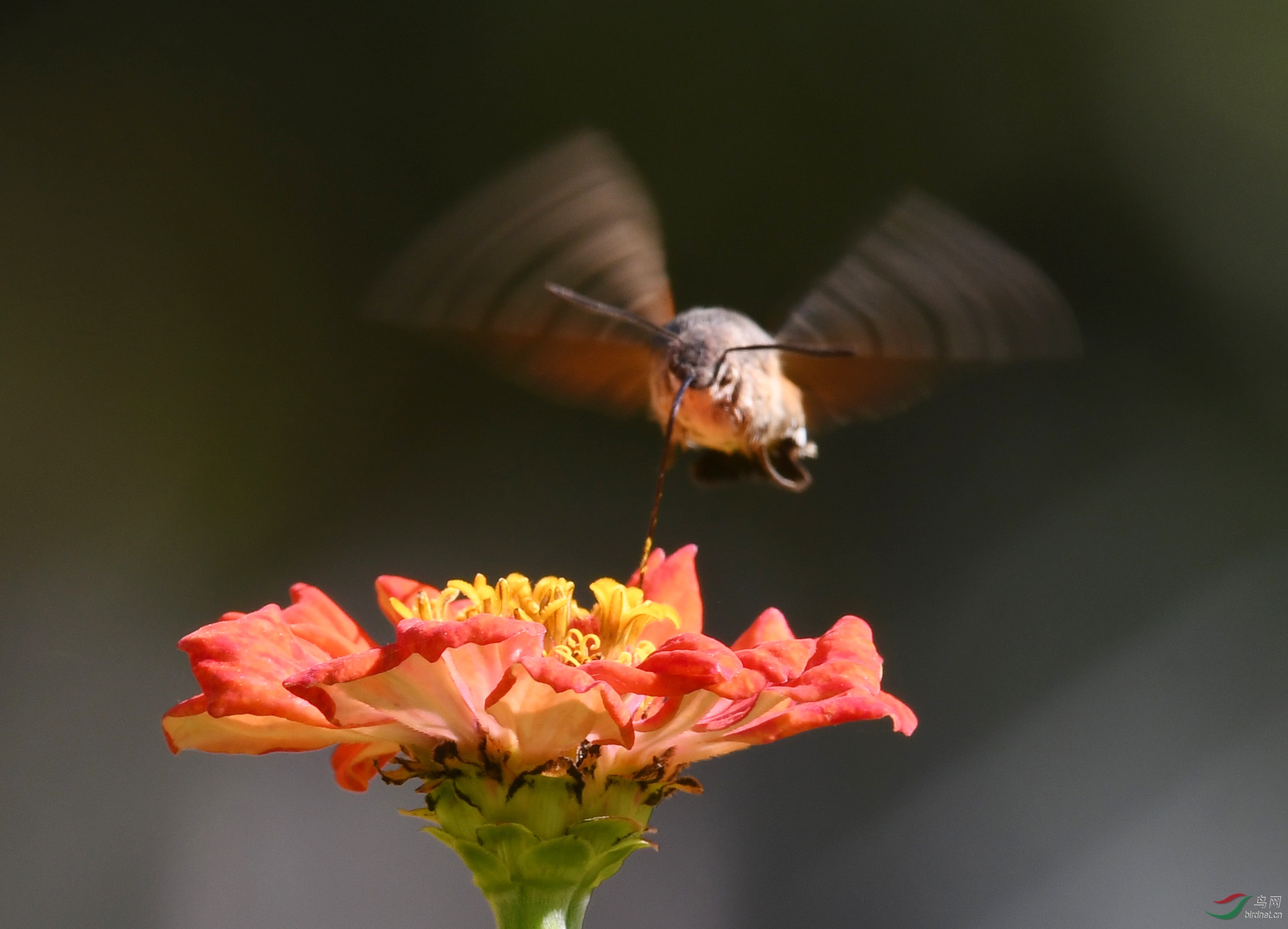 ������Ӱ 2368����.jpg