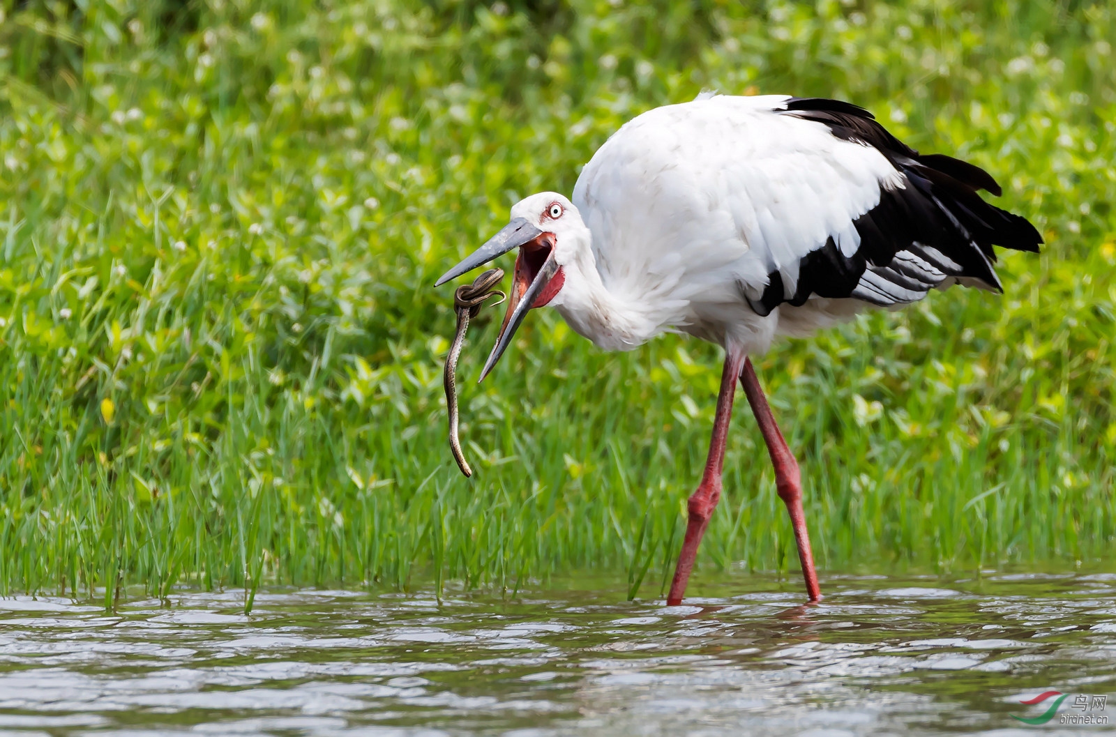 老鹳生吞活蛇