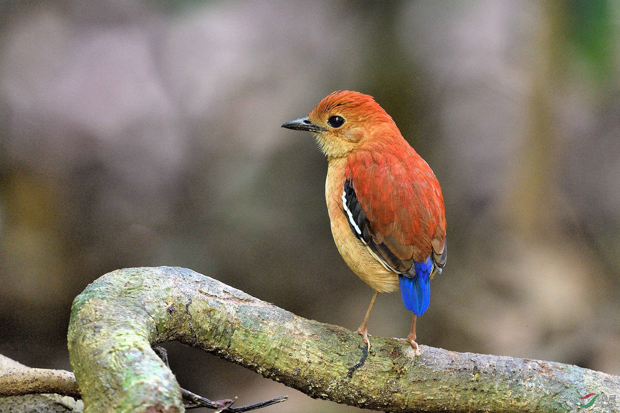 蓝头八色鸫 blue-headed pitta