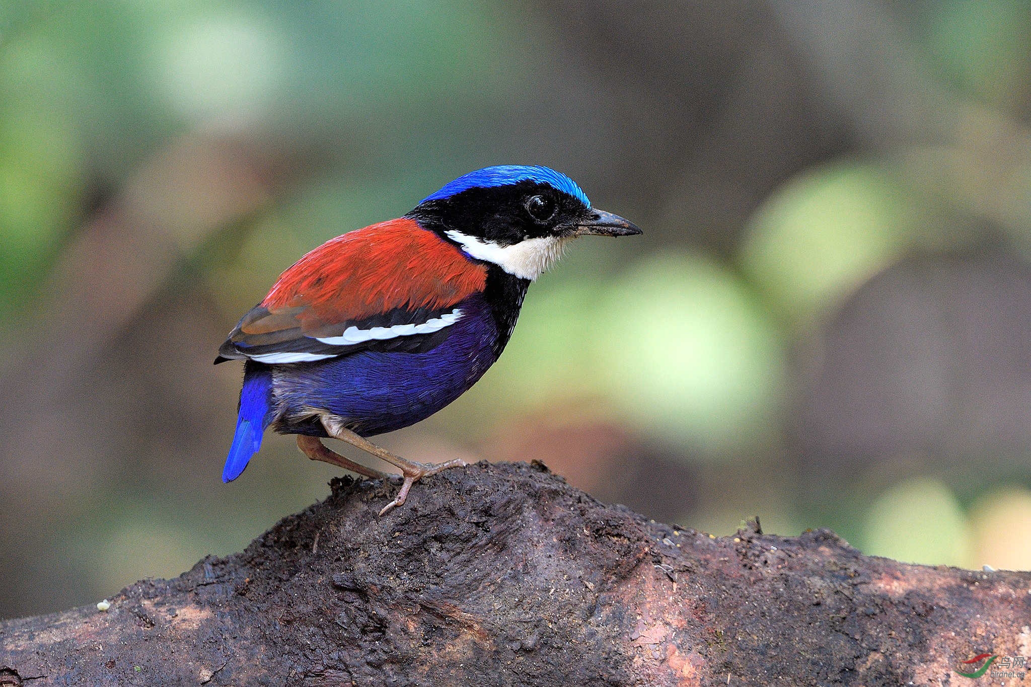 蓝头八色鸫 blue-headed pitta