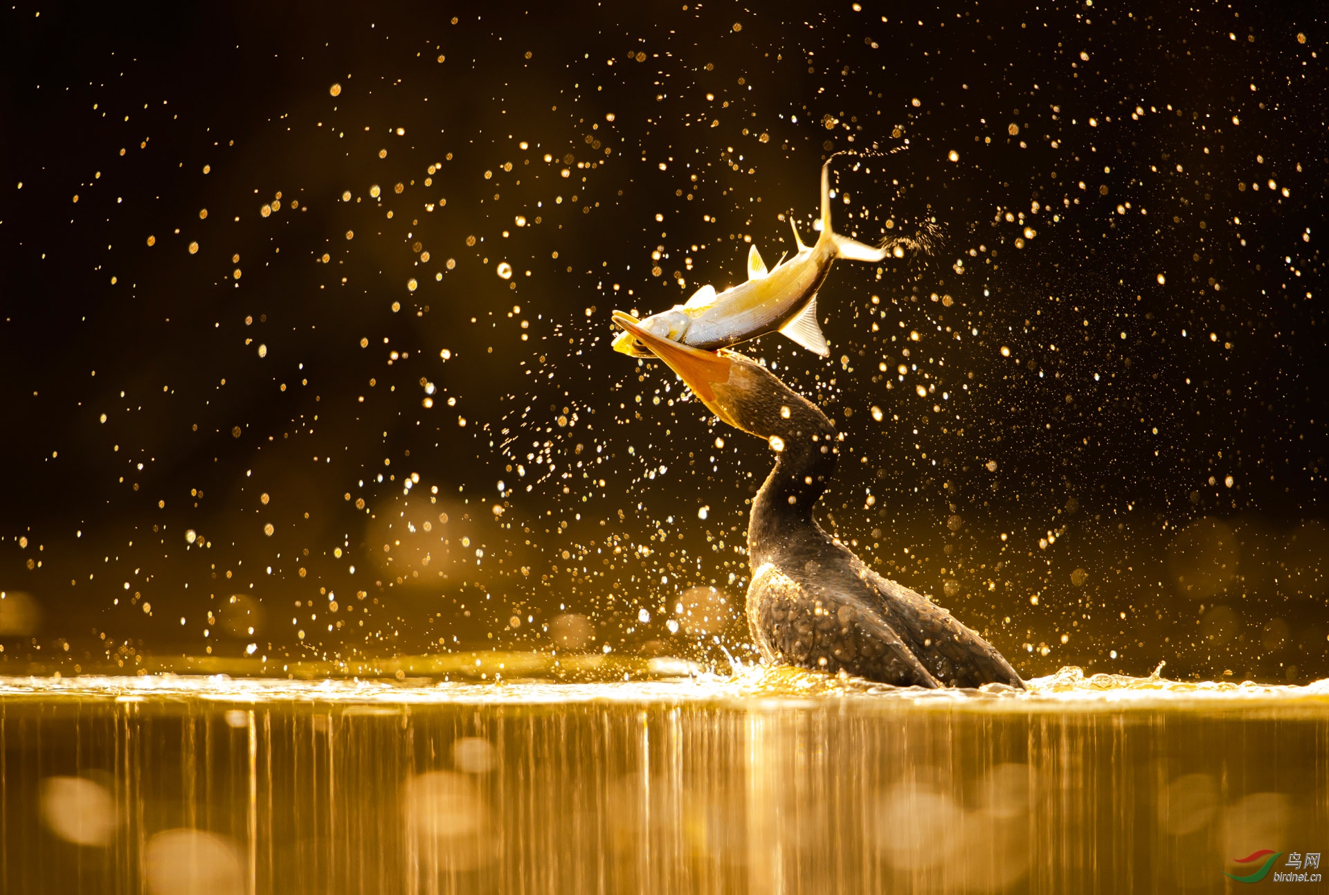 DSC_0431-5 ����.jpg