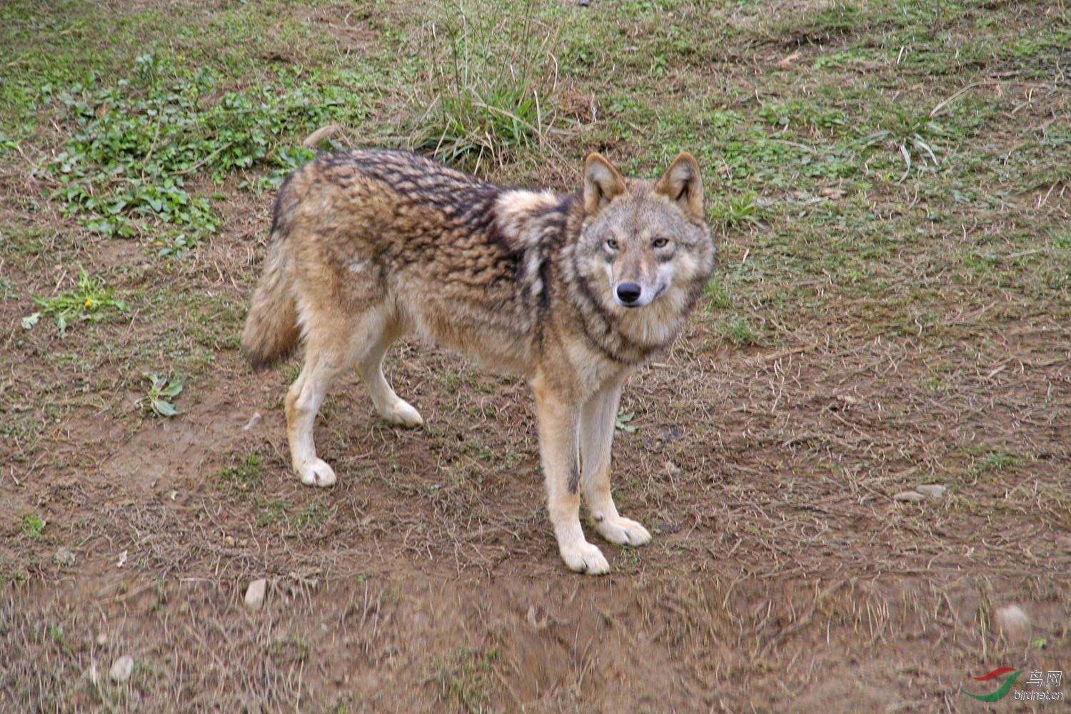 獨狼