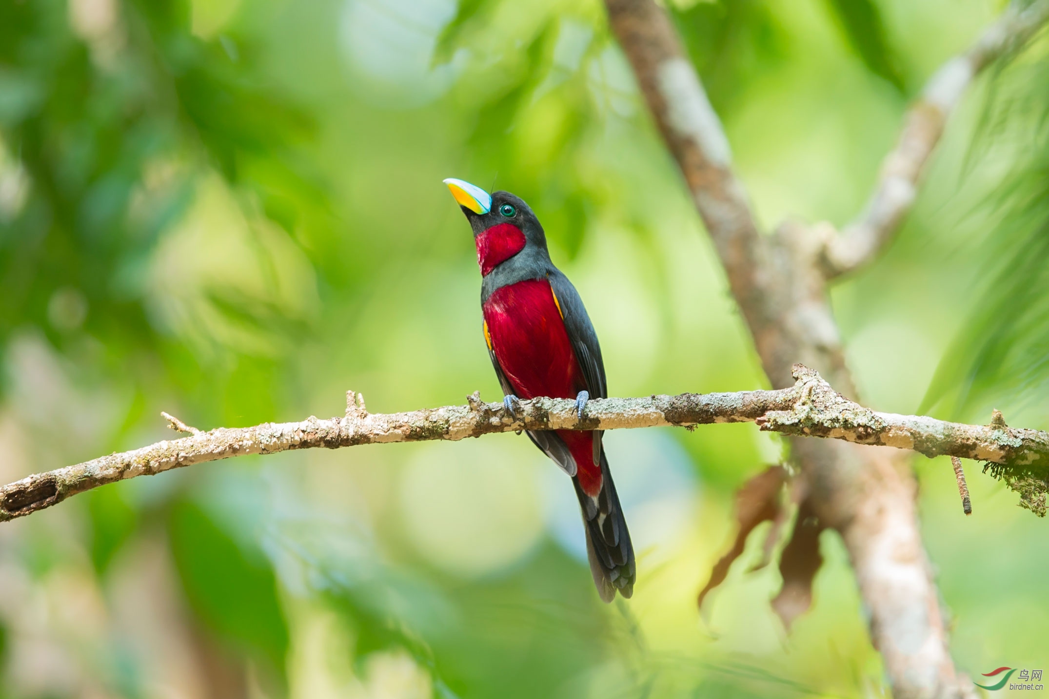 黑红阔嘴鸟