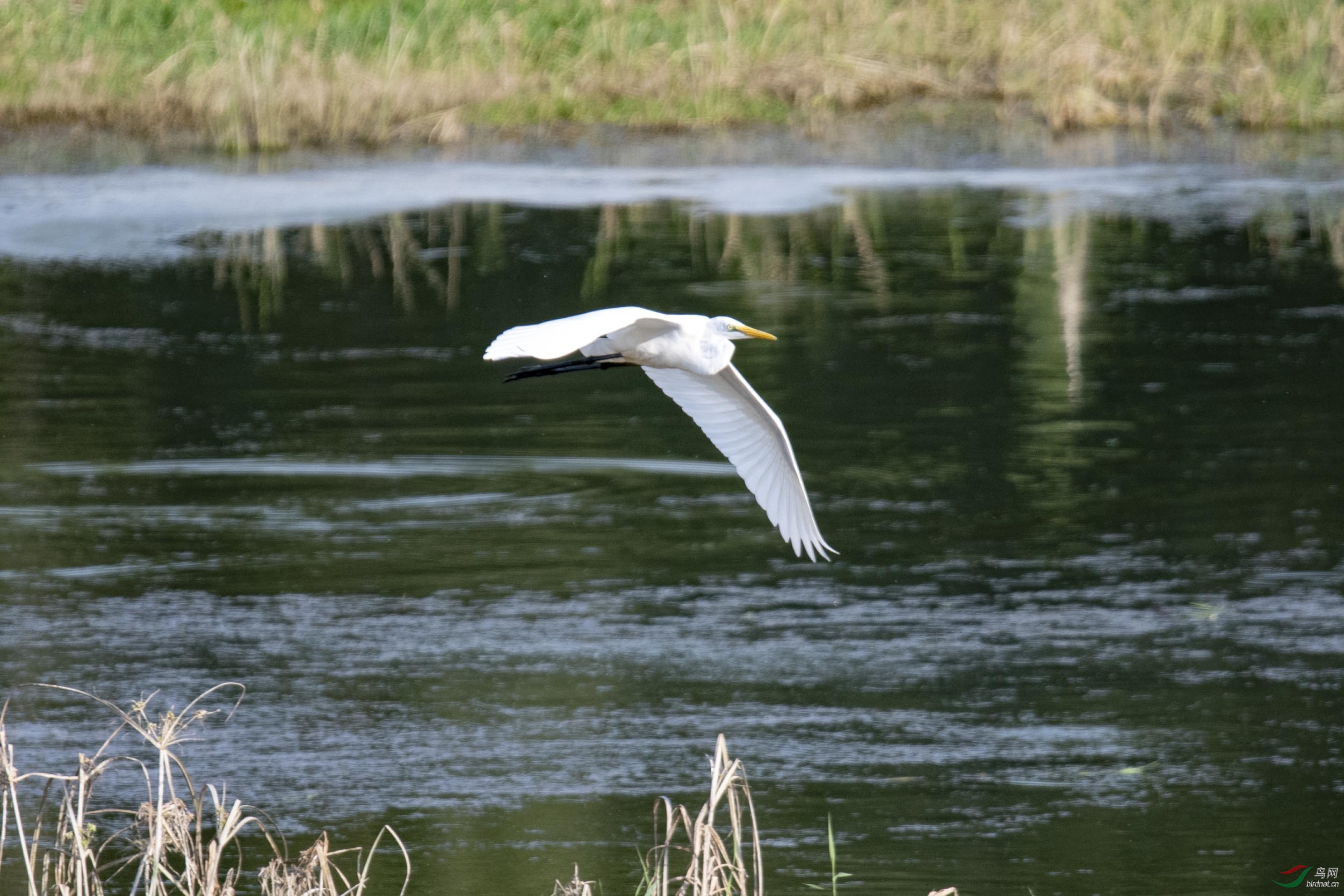 D50_1258.jpg