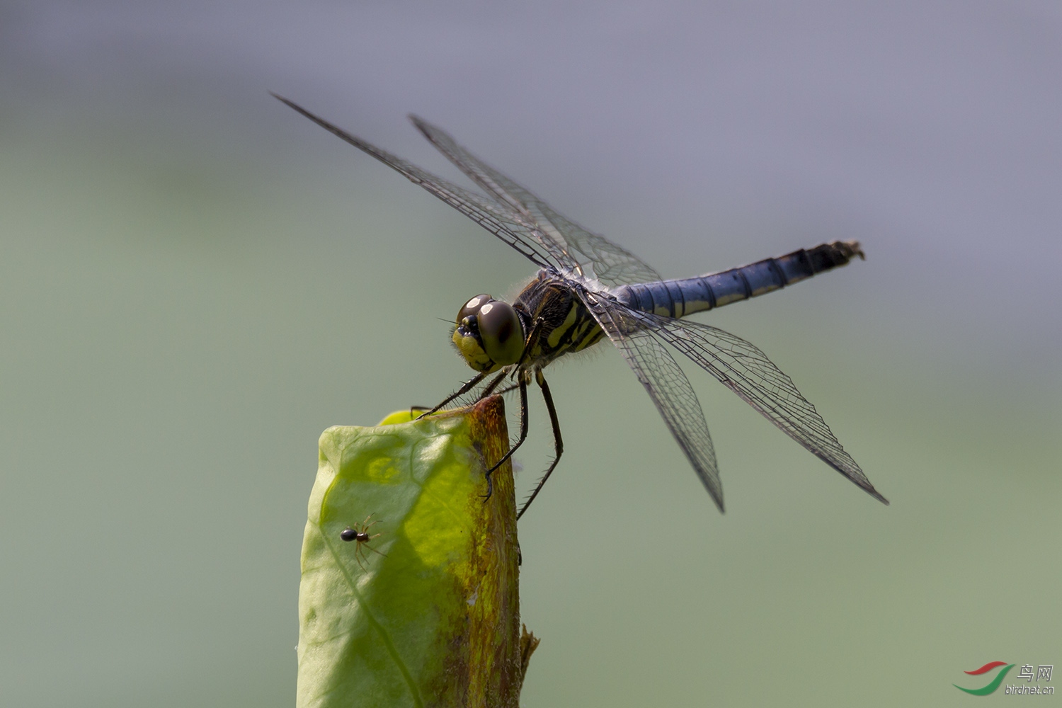 灰蜻蜓