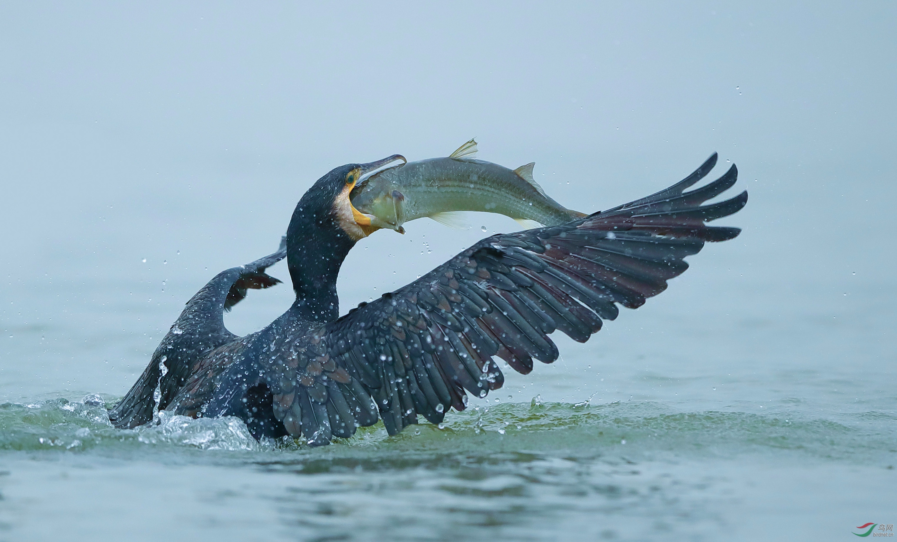 鸬鹚扑鱼