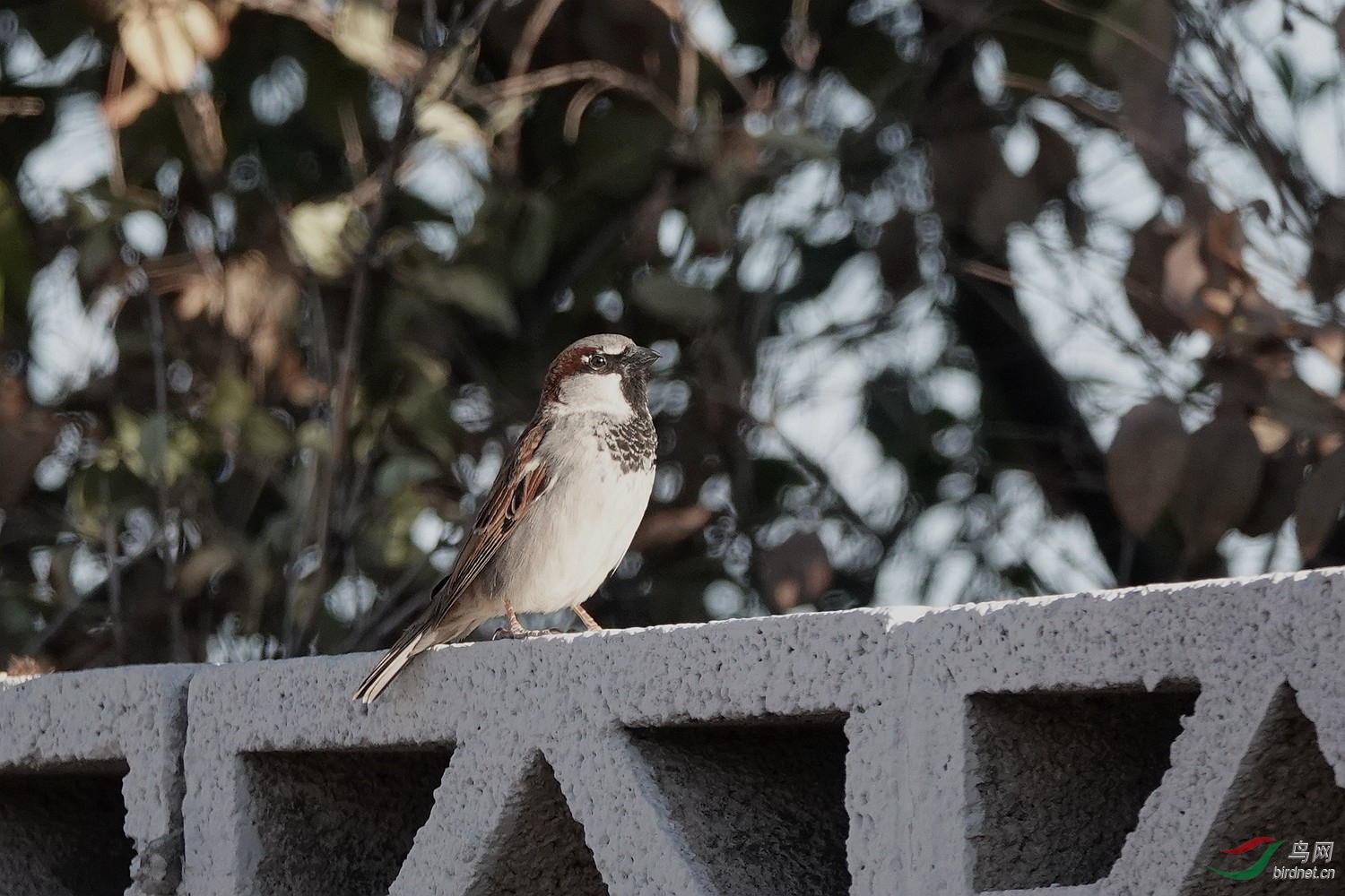 DSC09800.jpg