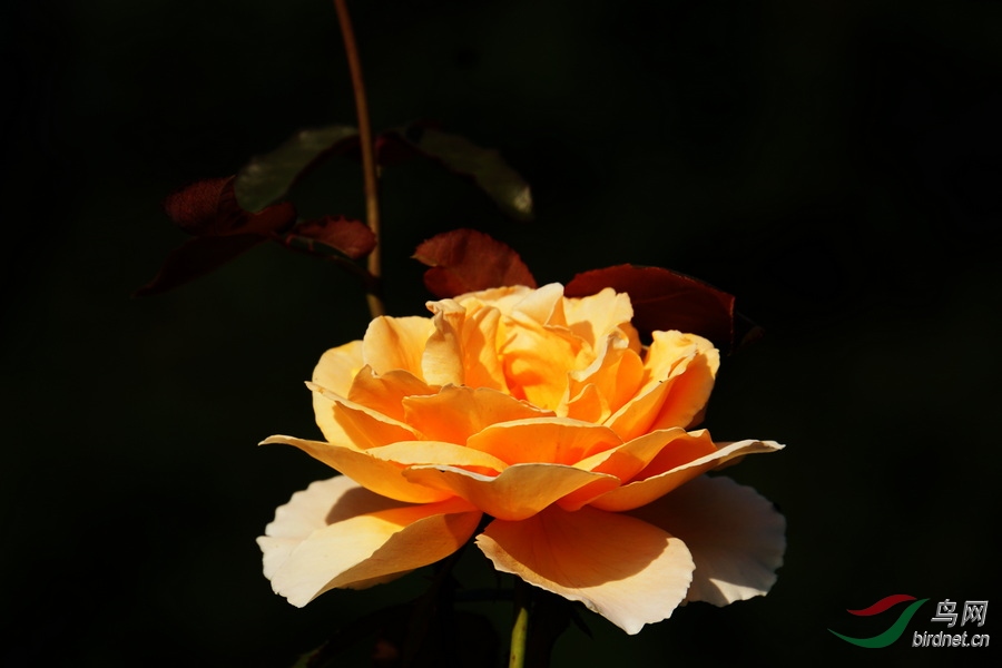 DSC06148.JPG