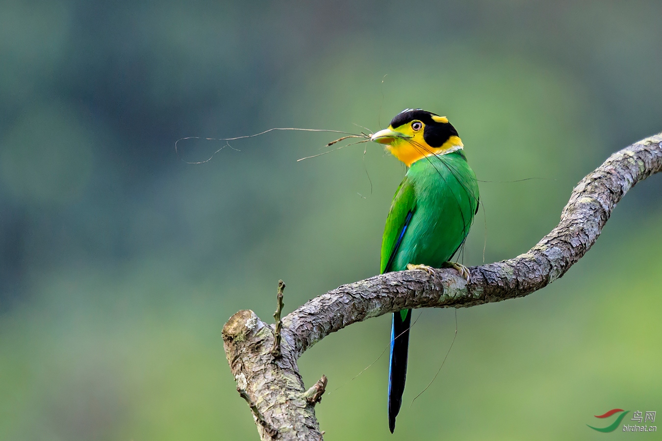 萌萌回首长尾阔嘴鸟祝贺首页精华