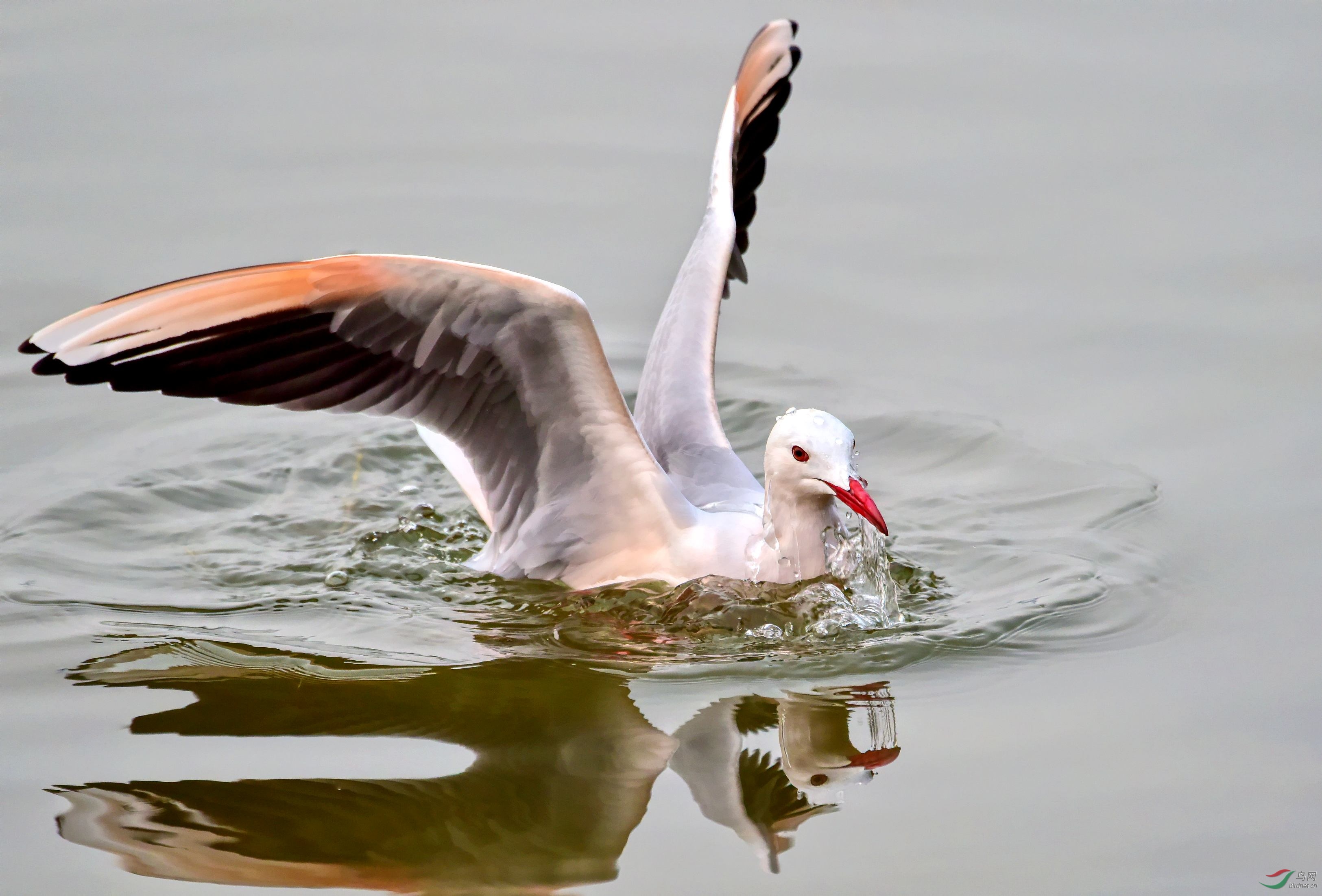DSC_9542_conew2.jpg
