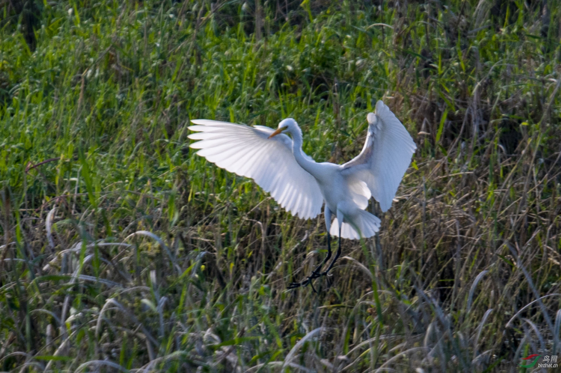 D50_1385.jpg