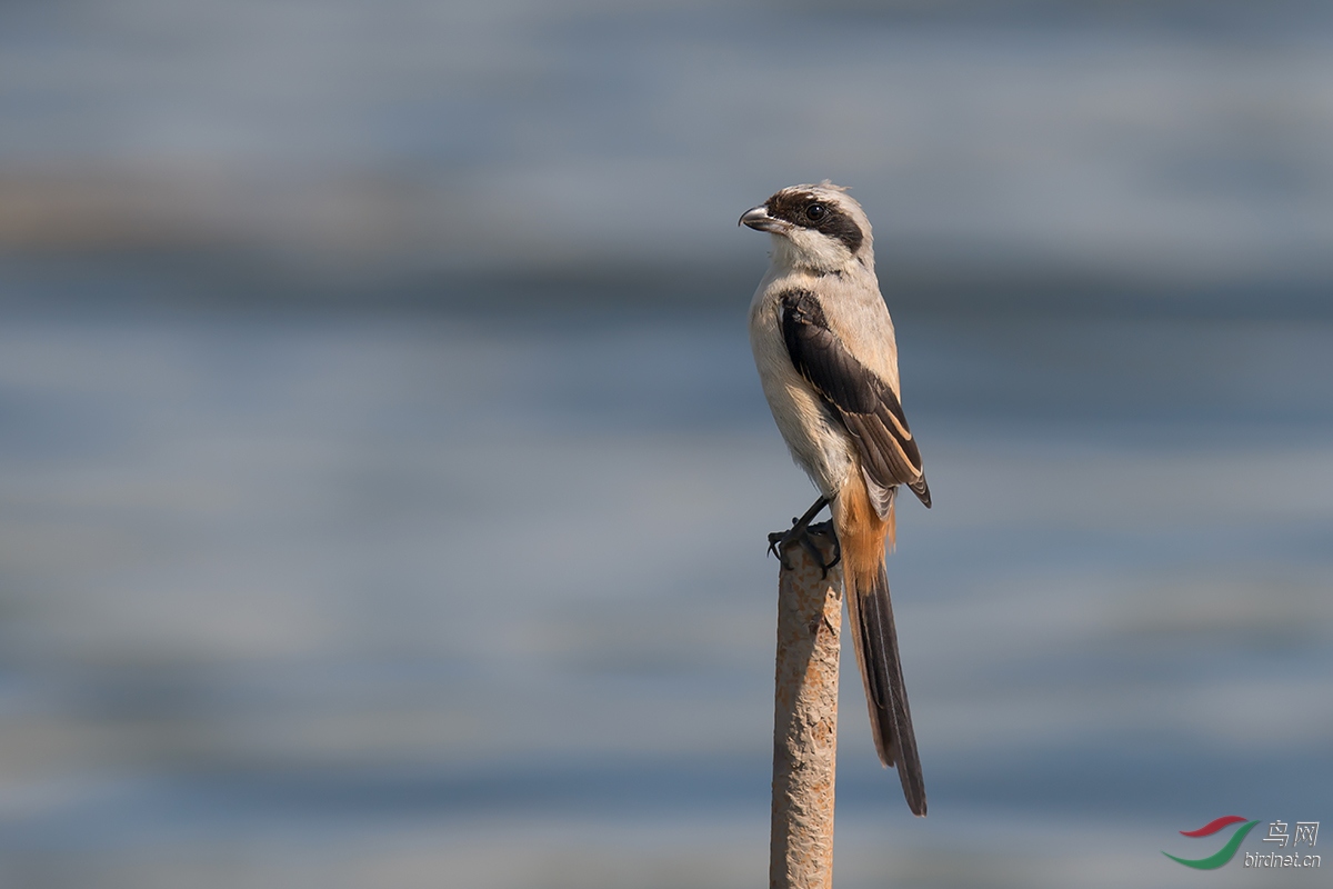 DSC_ps0379.jpg