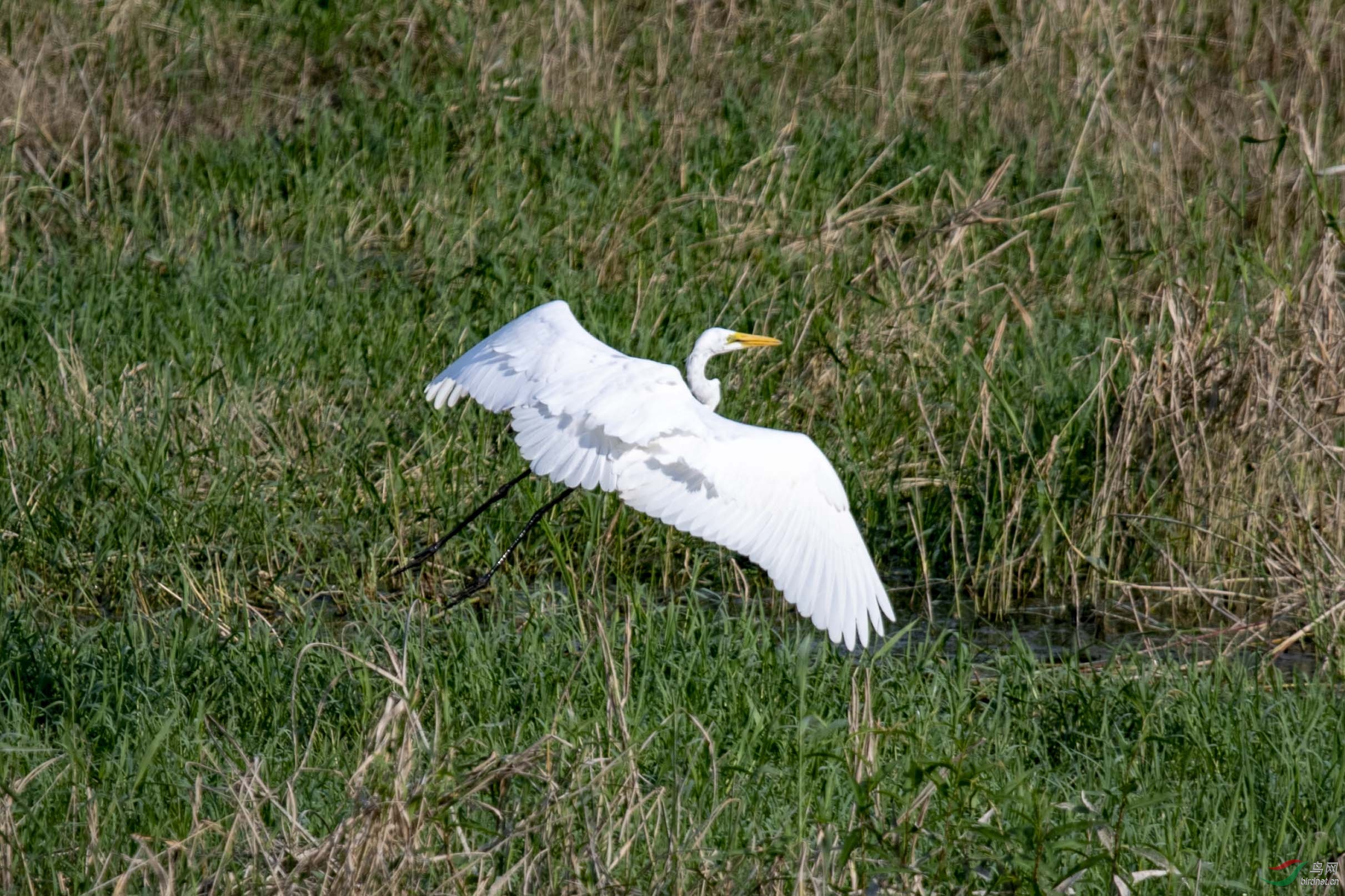 D50_1272.jpg