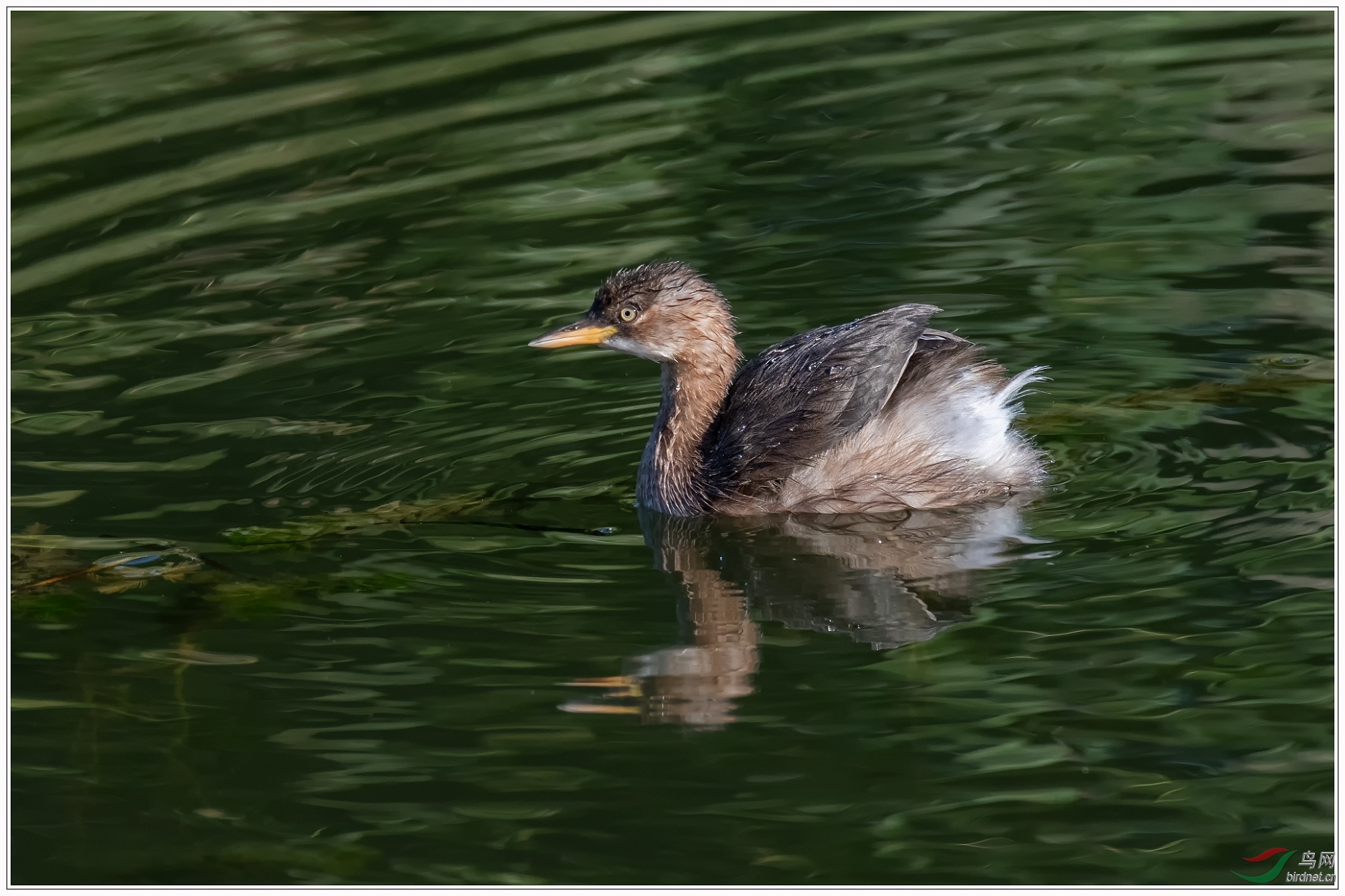 6������һ�������ĵ�СPT��ѷɫ����