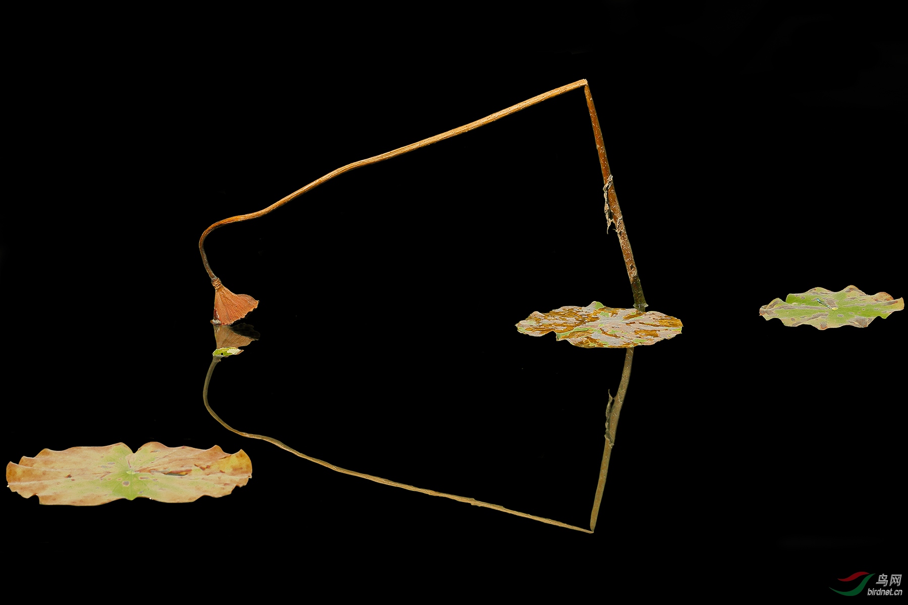 _C1I8470.jpg