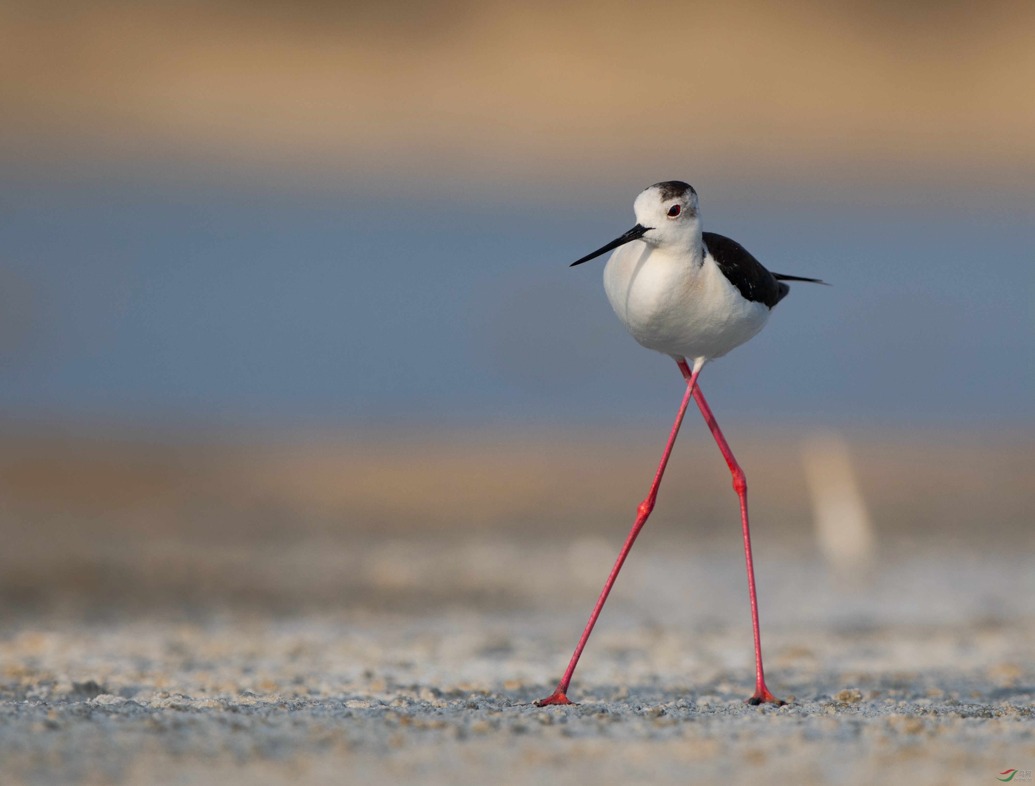 大 长 腿(黑翅长脚鹬)