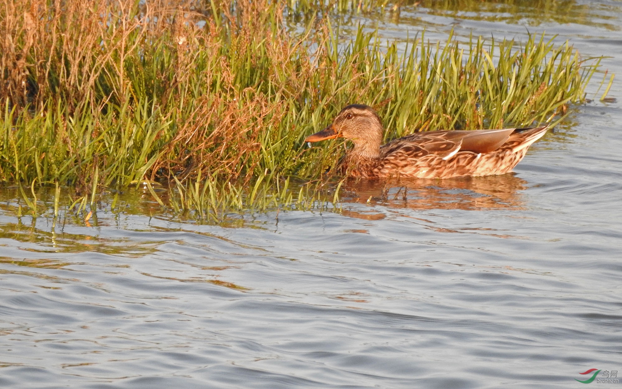 DSCN55411.jpg