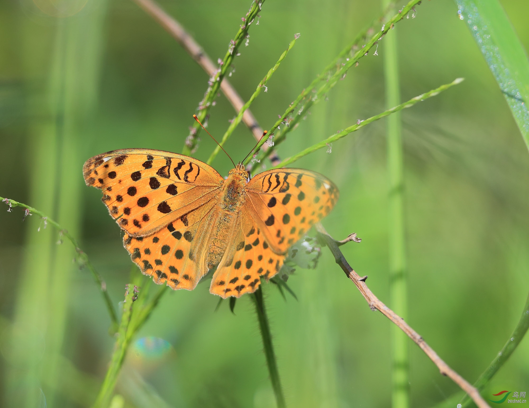 七彩蝴蝶云豹蛱蝶
